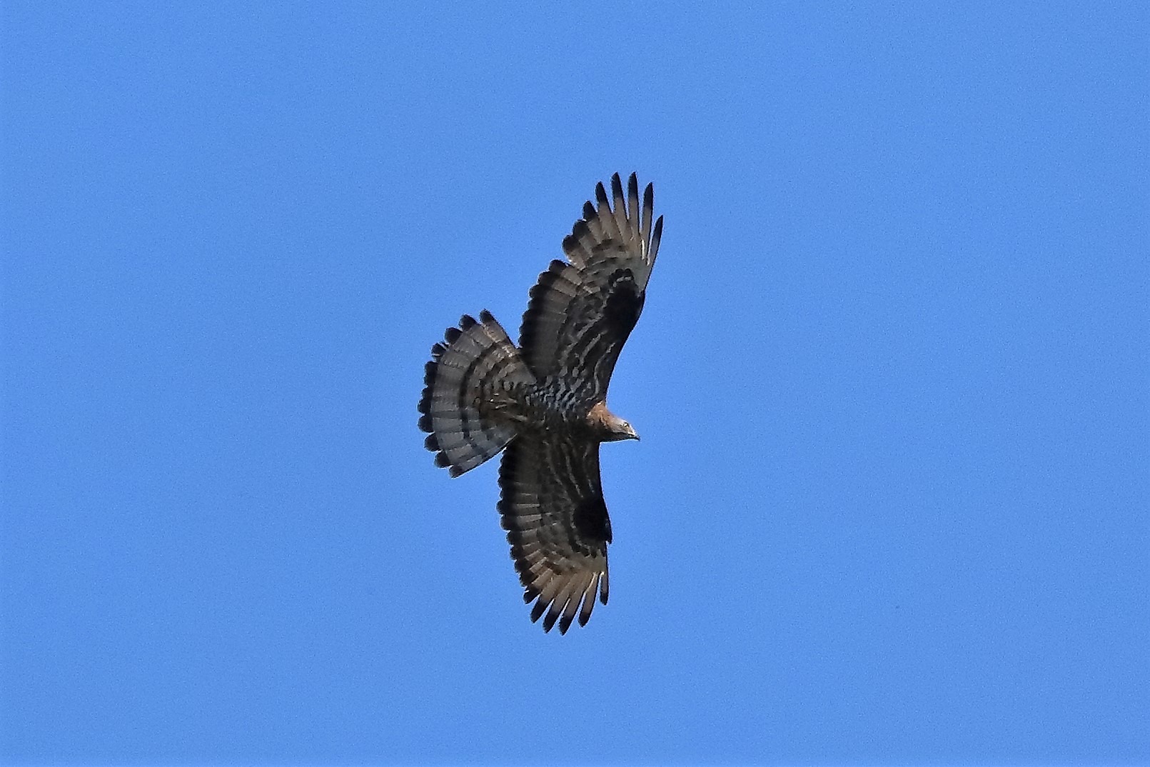 pecchiaiolo 02-07-2022