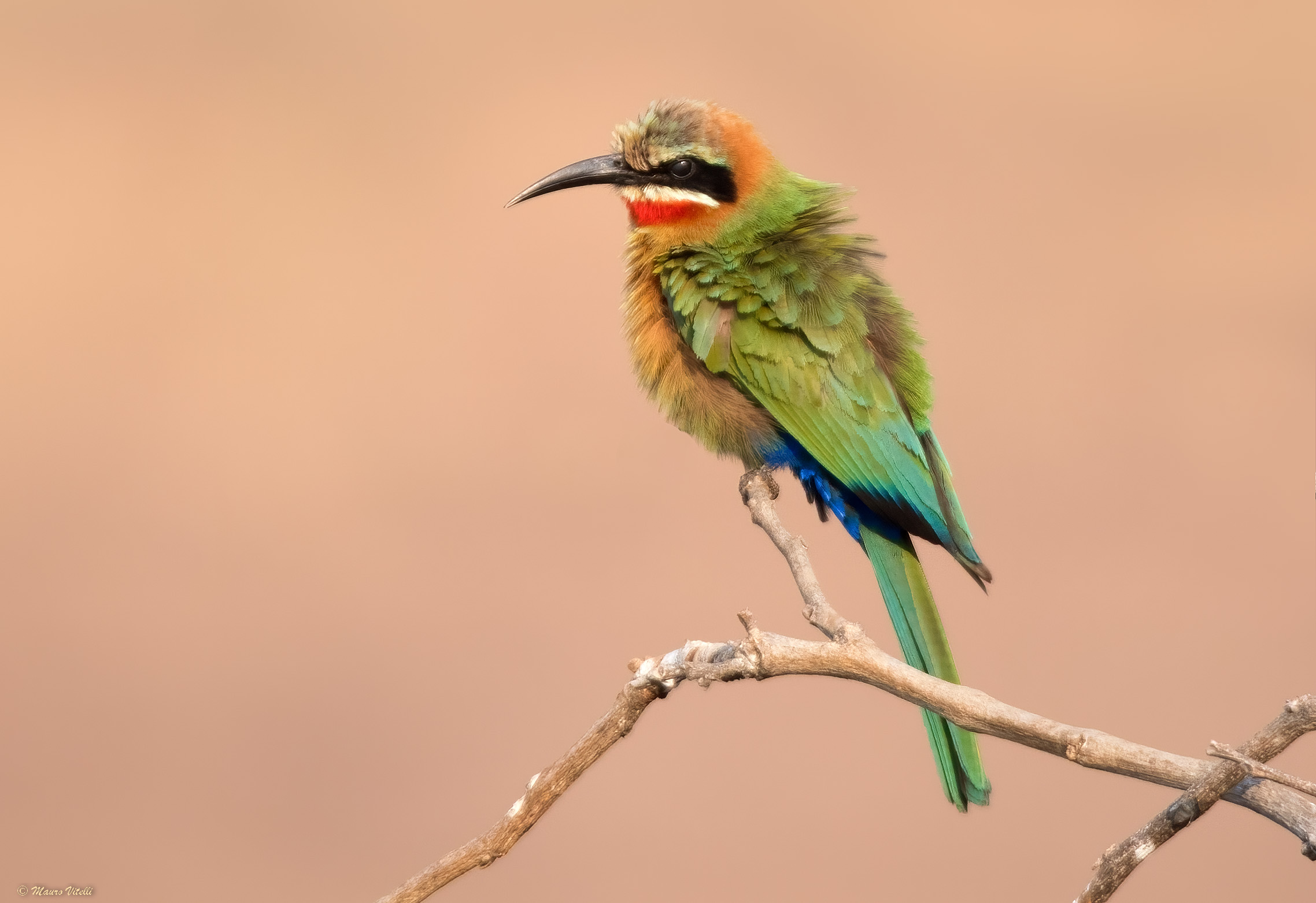 White fronted bee-eater (Merops bullockoides)