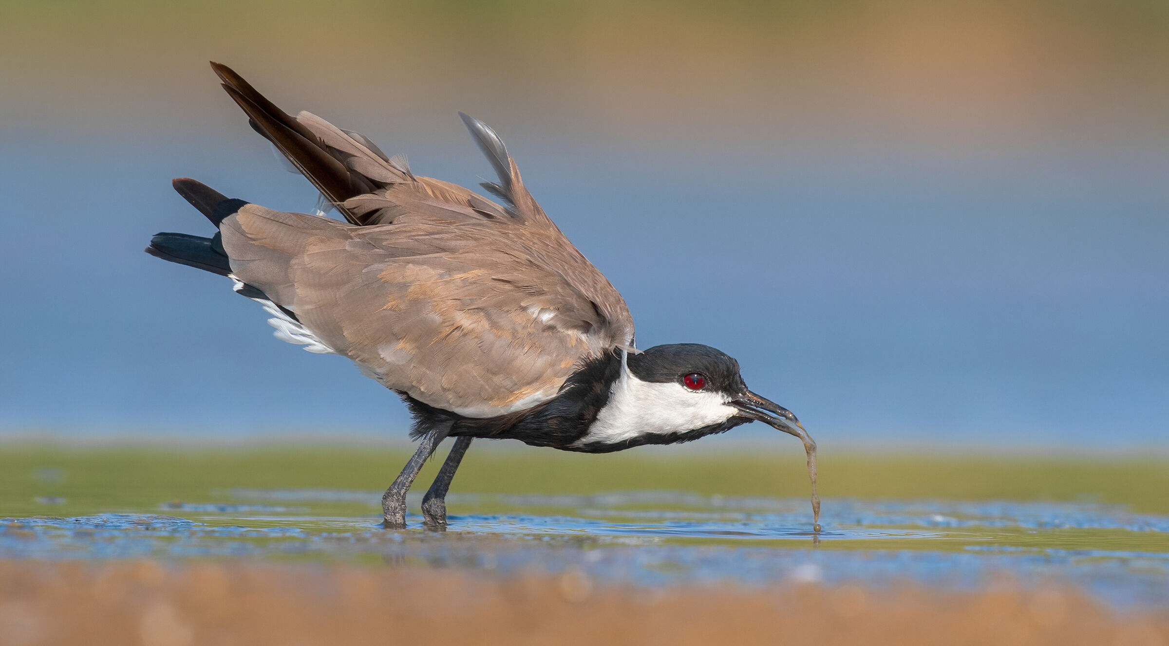 spur winged lapwing