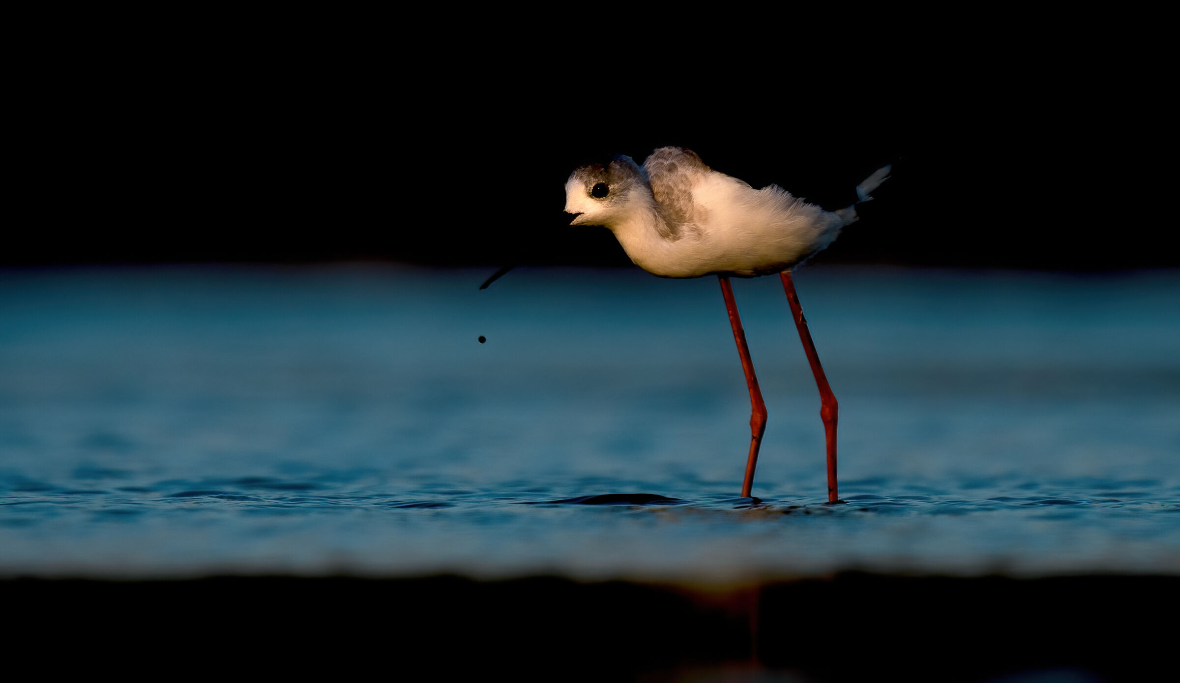A drop of light