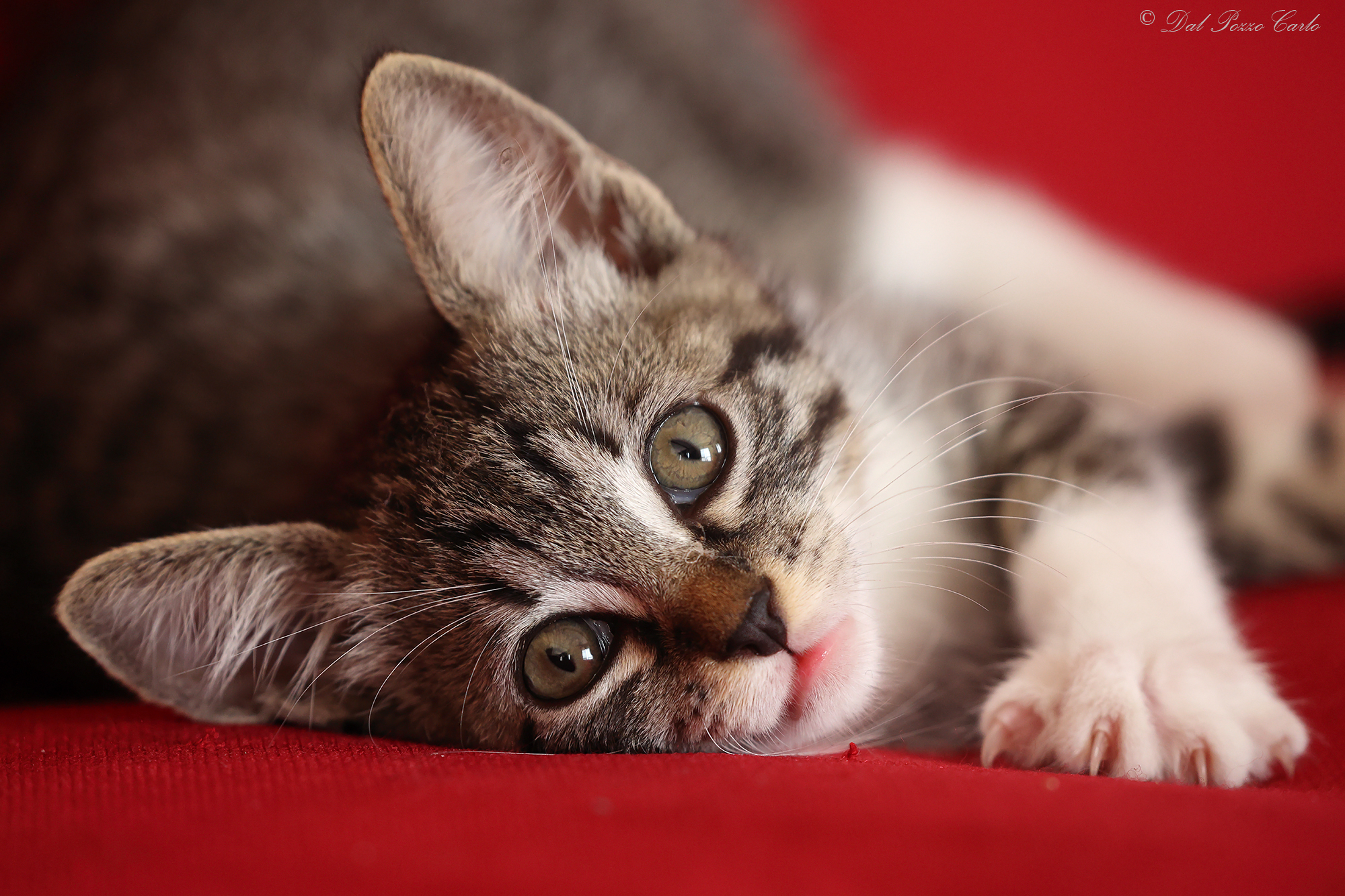 Welcome Minny... the joy of home