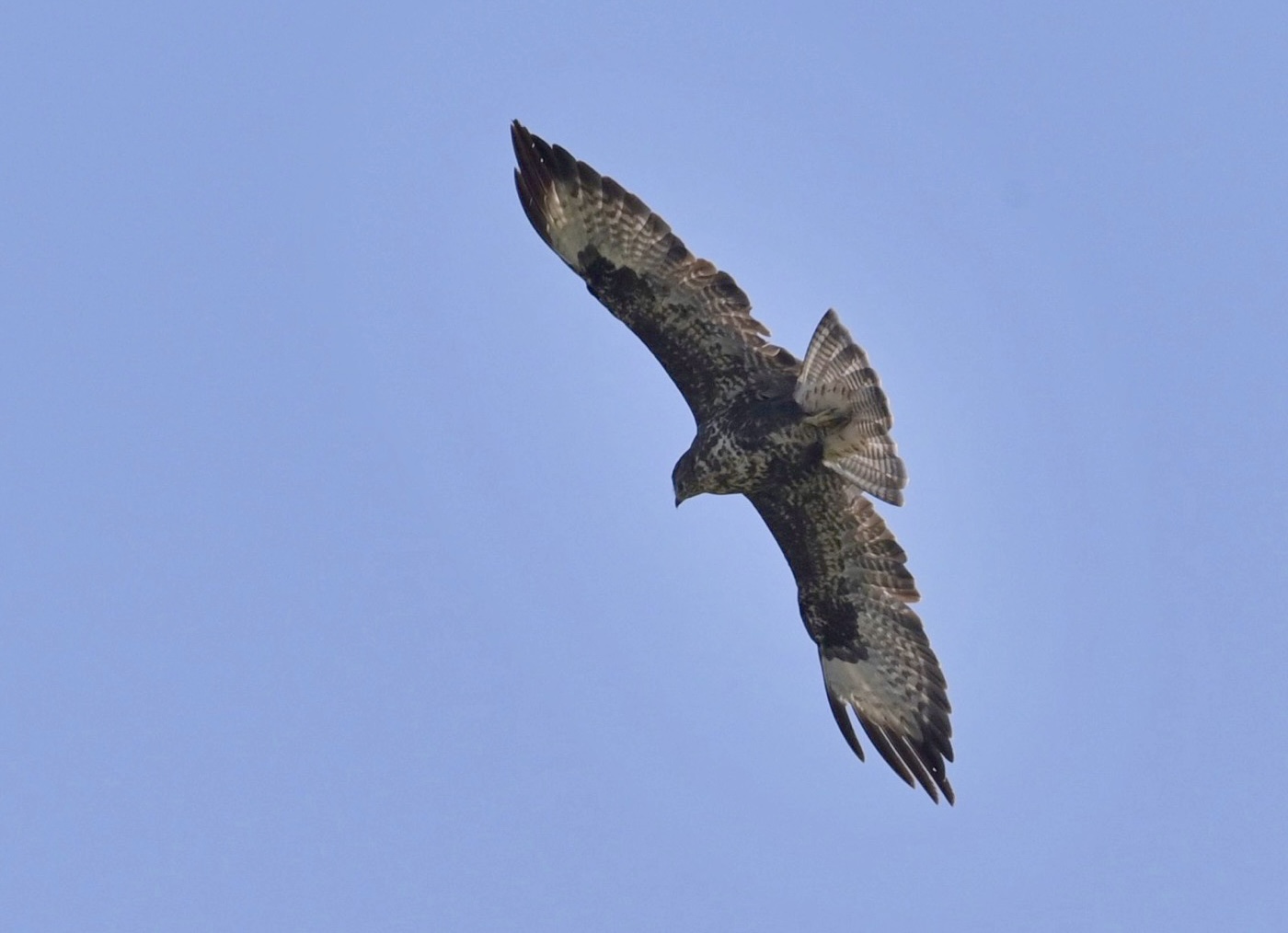 Buzzard