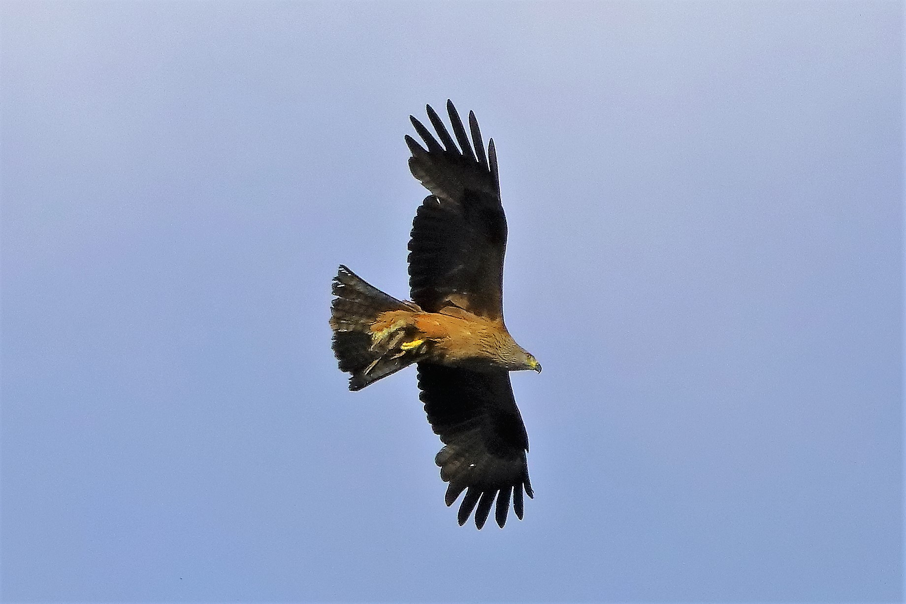 Nibbio bruno 06-06-2022