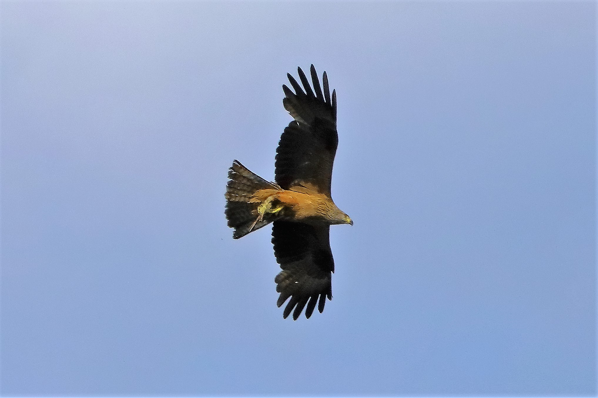 Nibbio bruno 06-06-2022