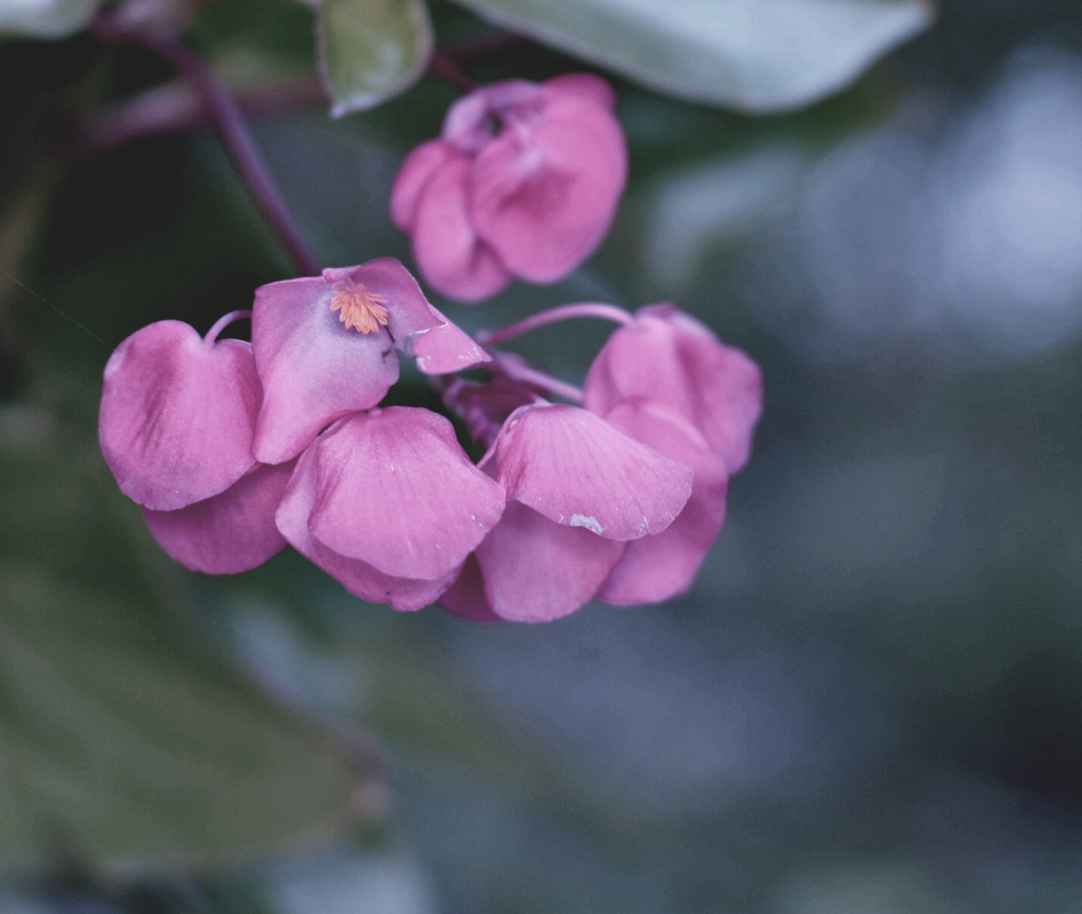 Purple flowers
