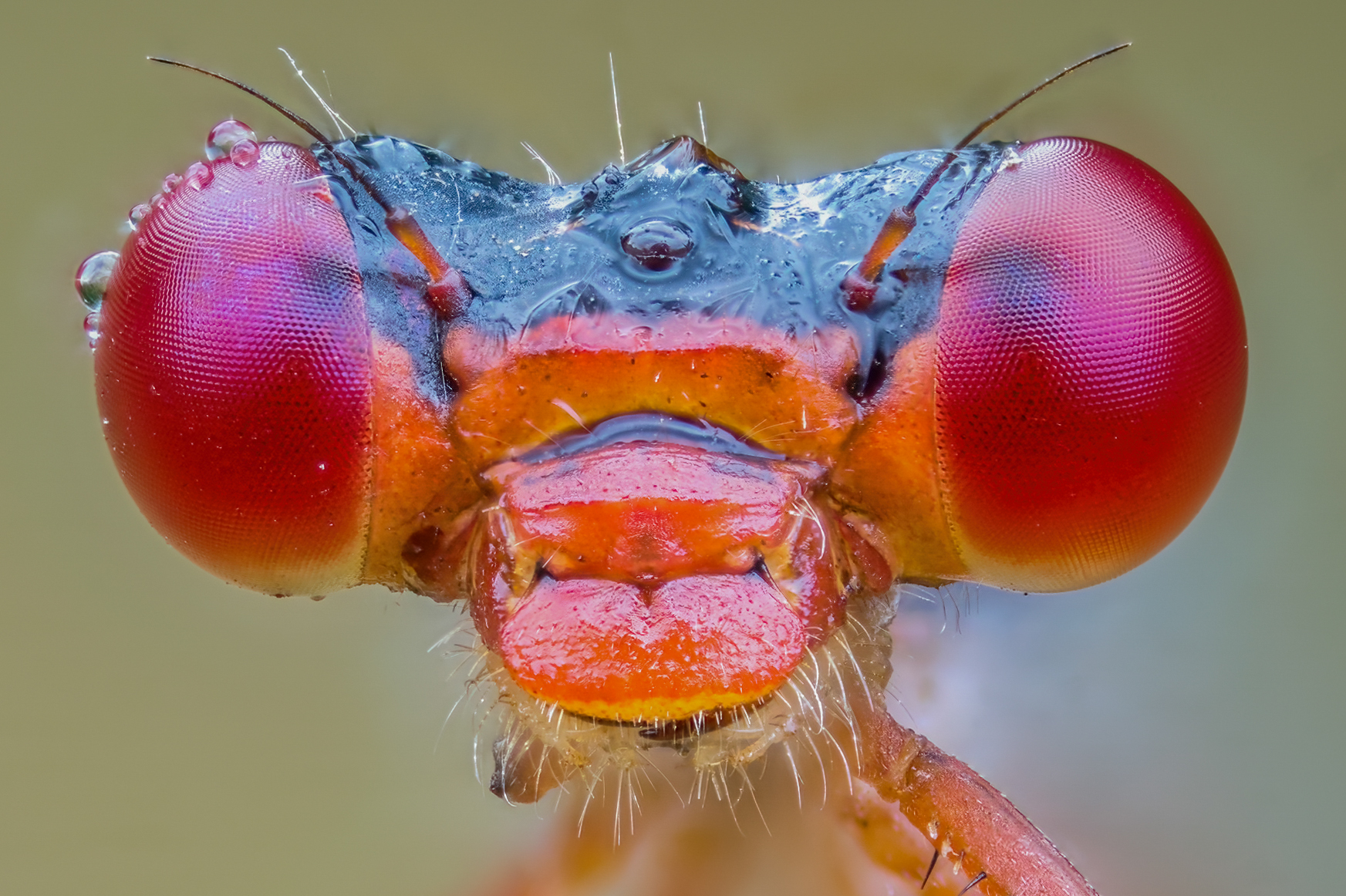 Damsel (Possibly Ceriagrion tenellum)