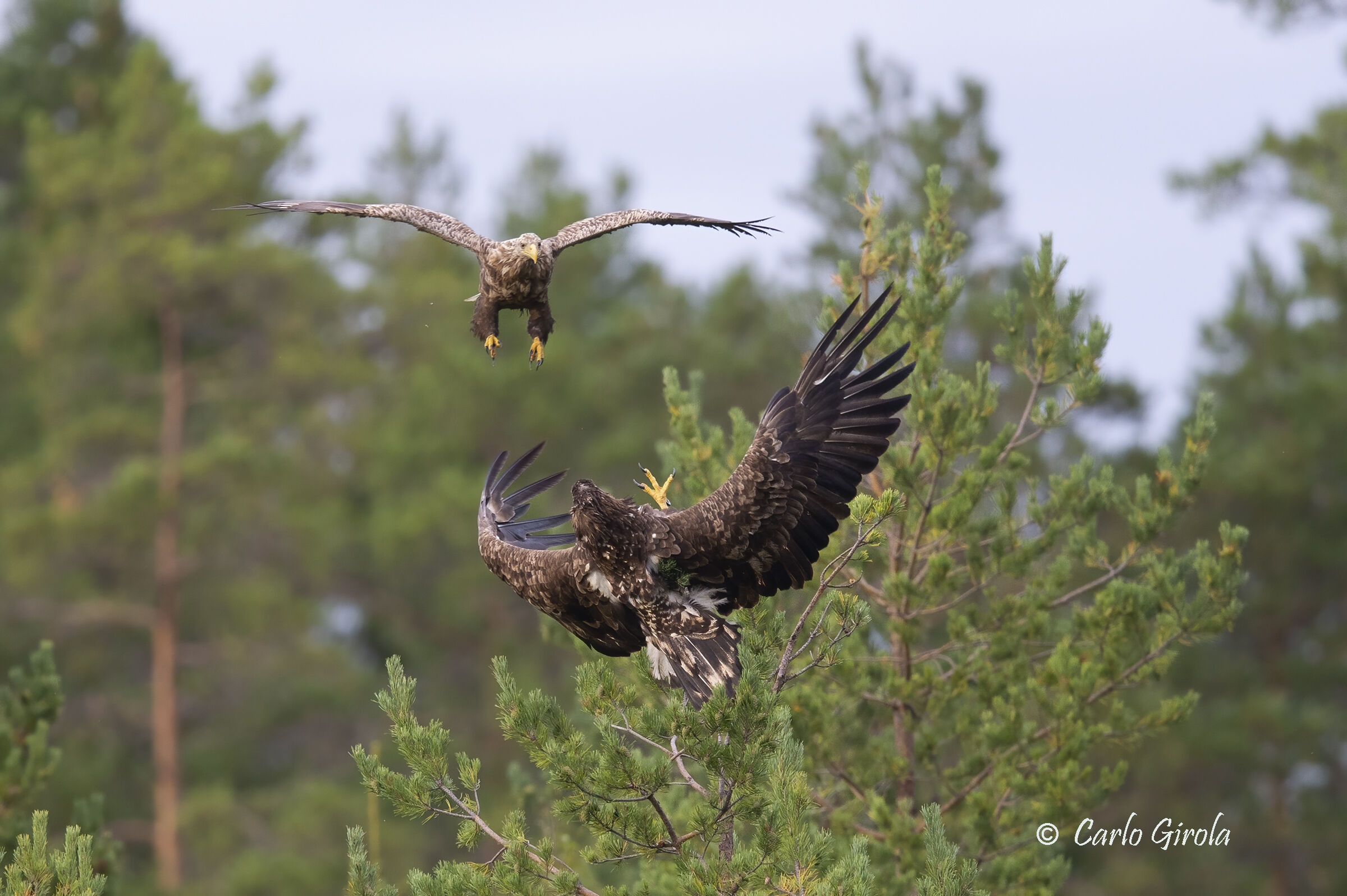 Sea eagles ( Haliaeetus albacilla)