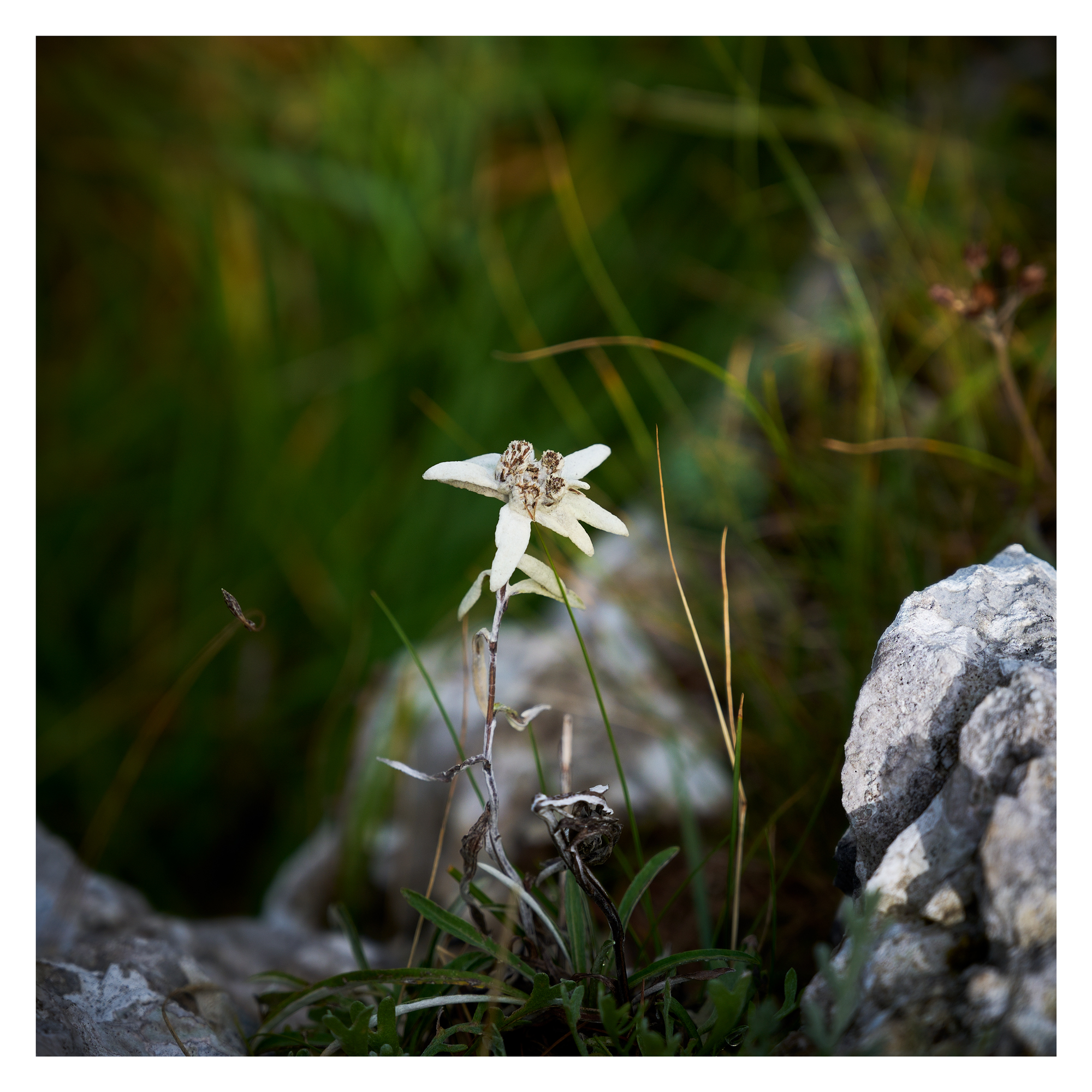 Edelweiss