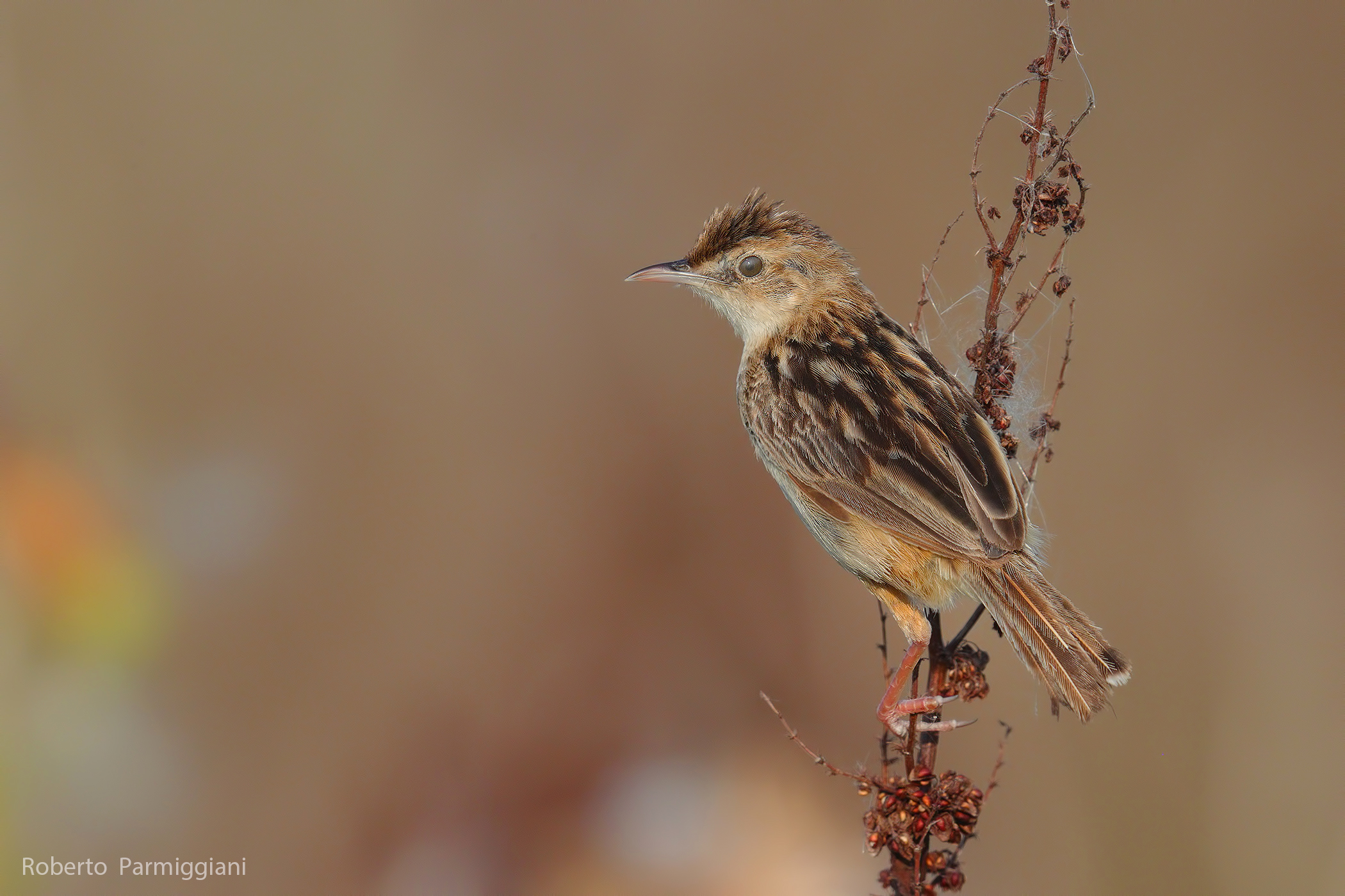Flycatcher