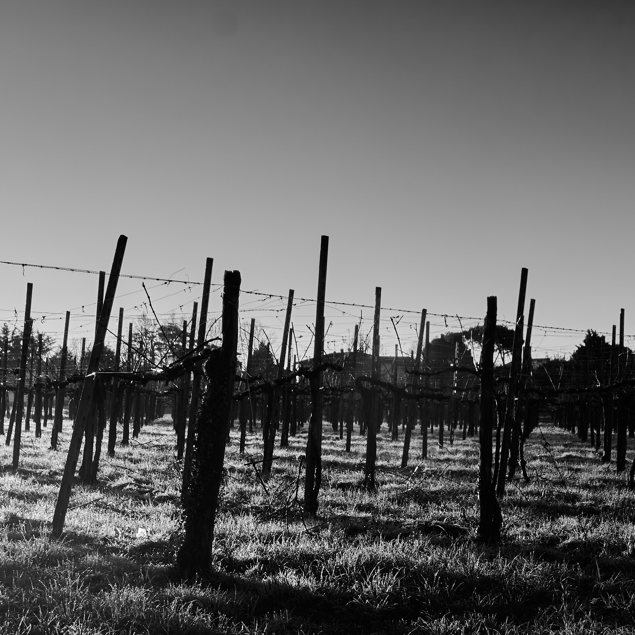 Vineyard 1
