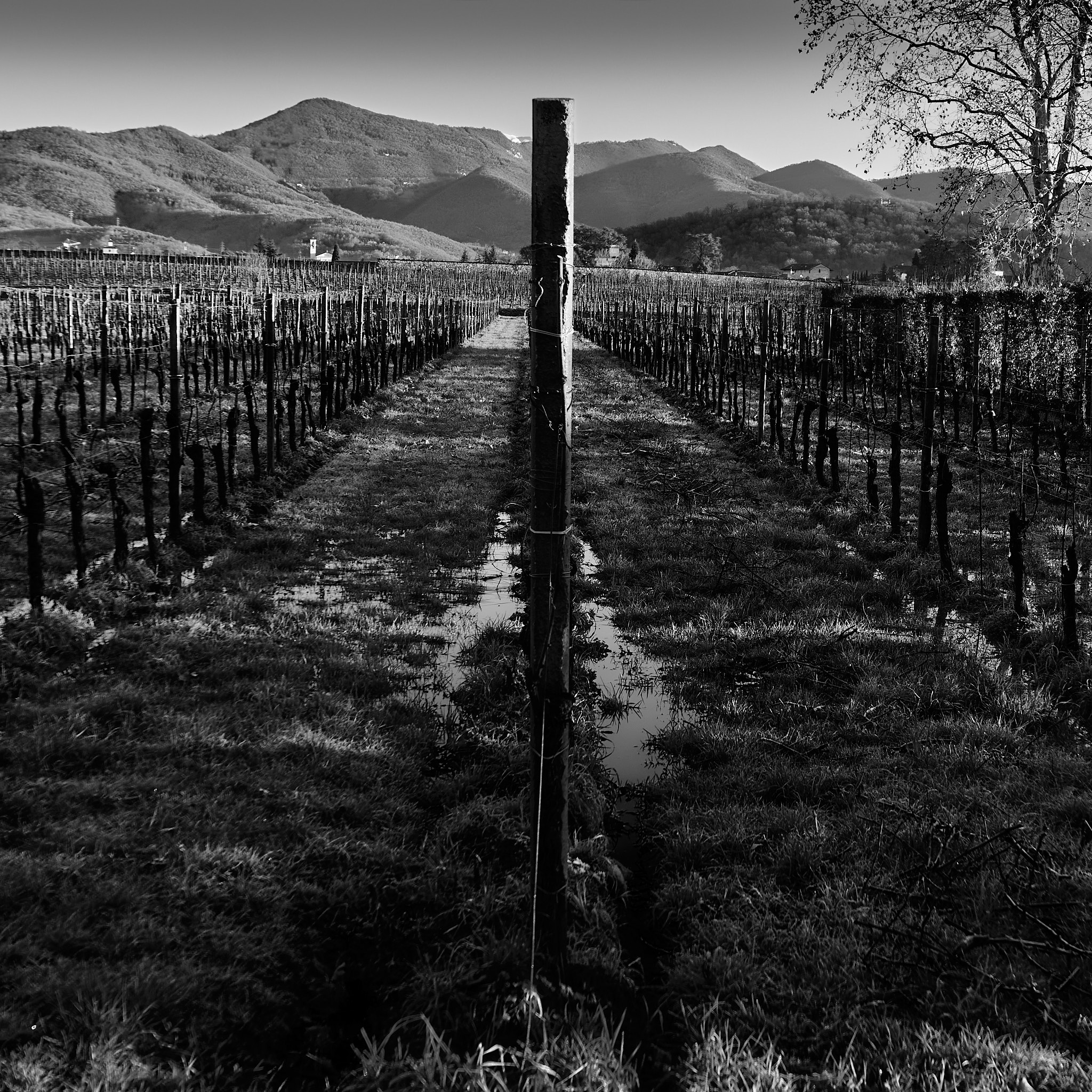 Vineyard 2