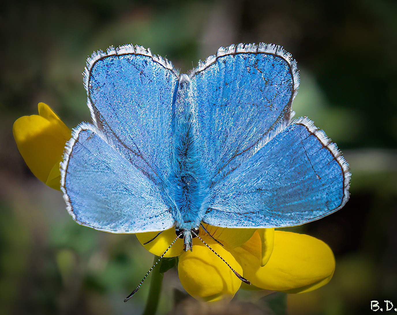 Polyommatus bellargus