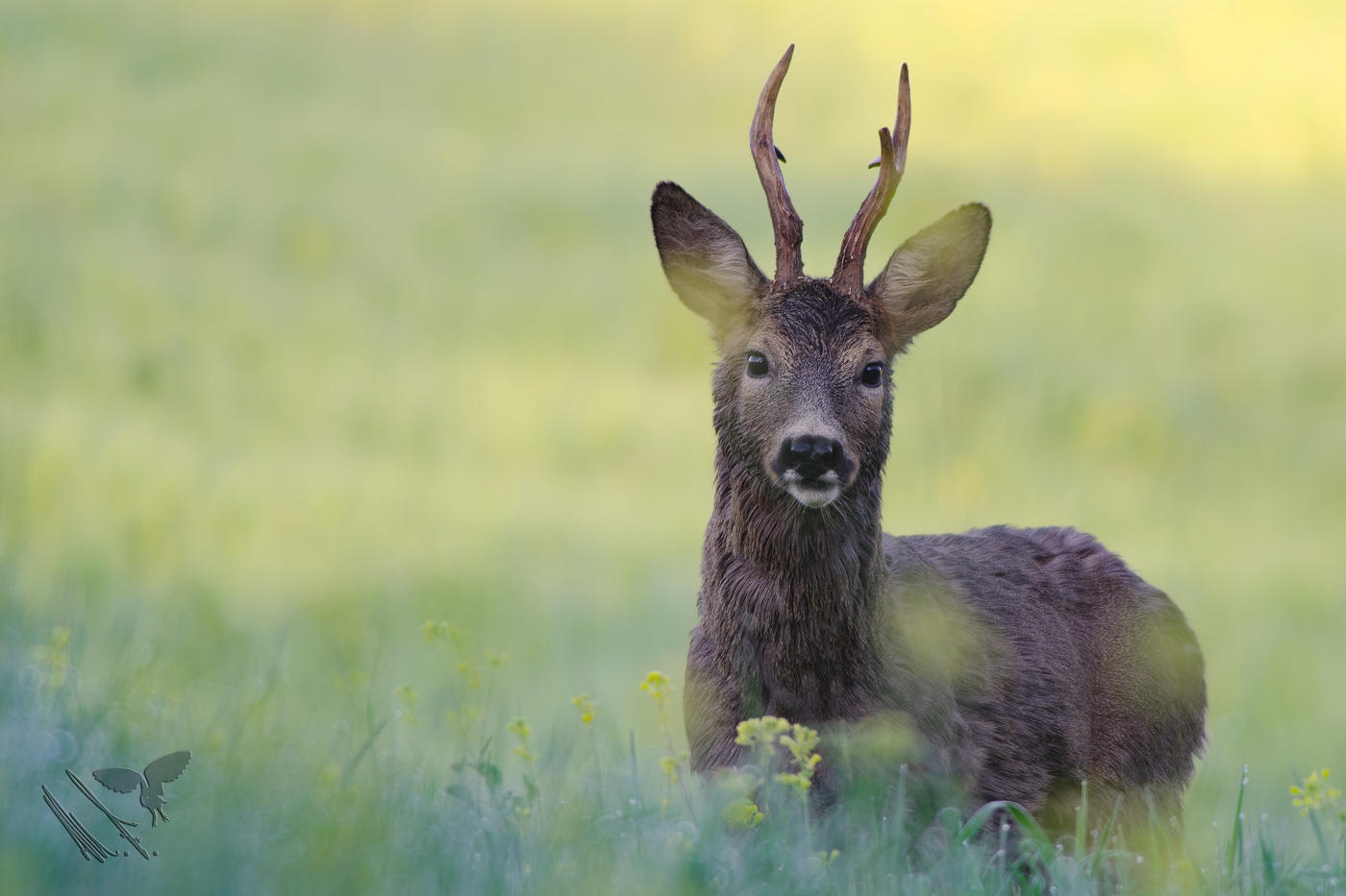 Roe deer at dawn