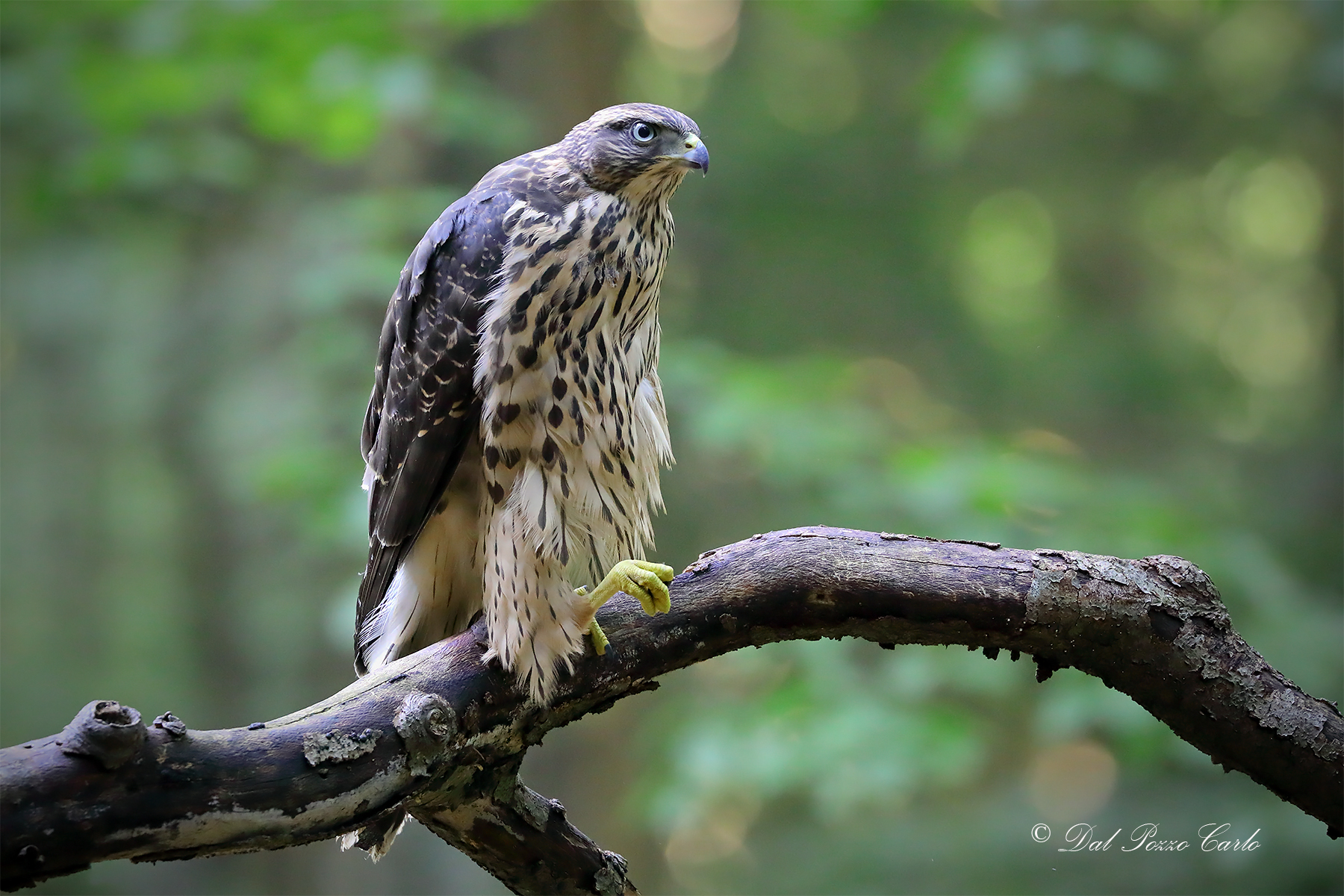 Young goshawk in stretching