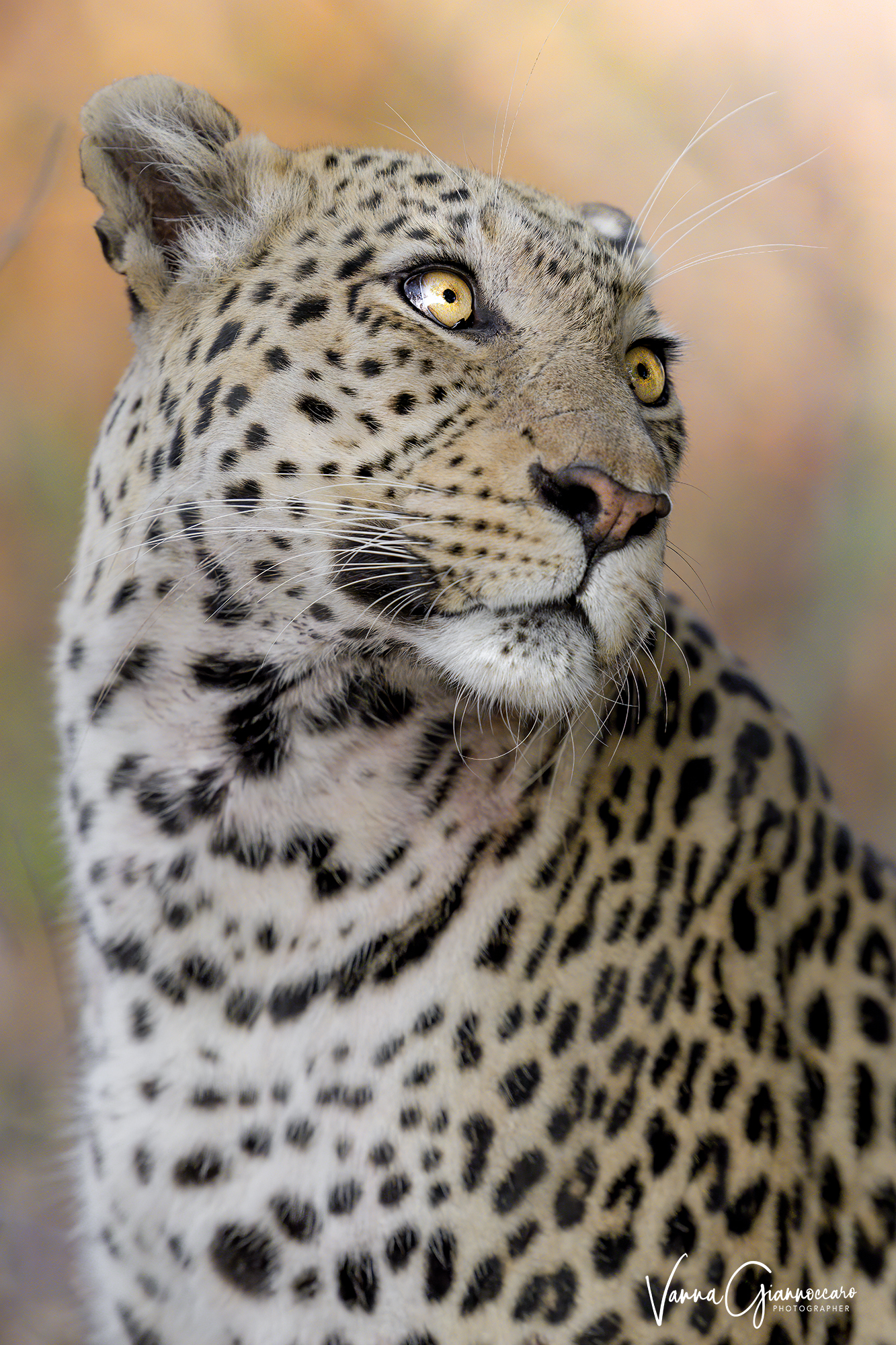 chissà cosa sta pensando..