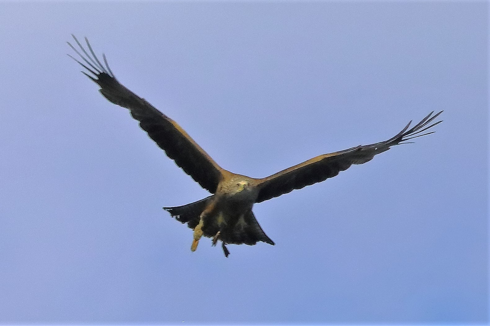 Nibbio bruno 06-06-2022