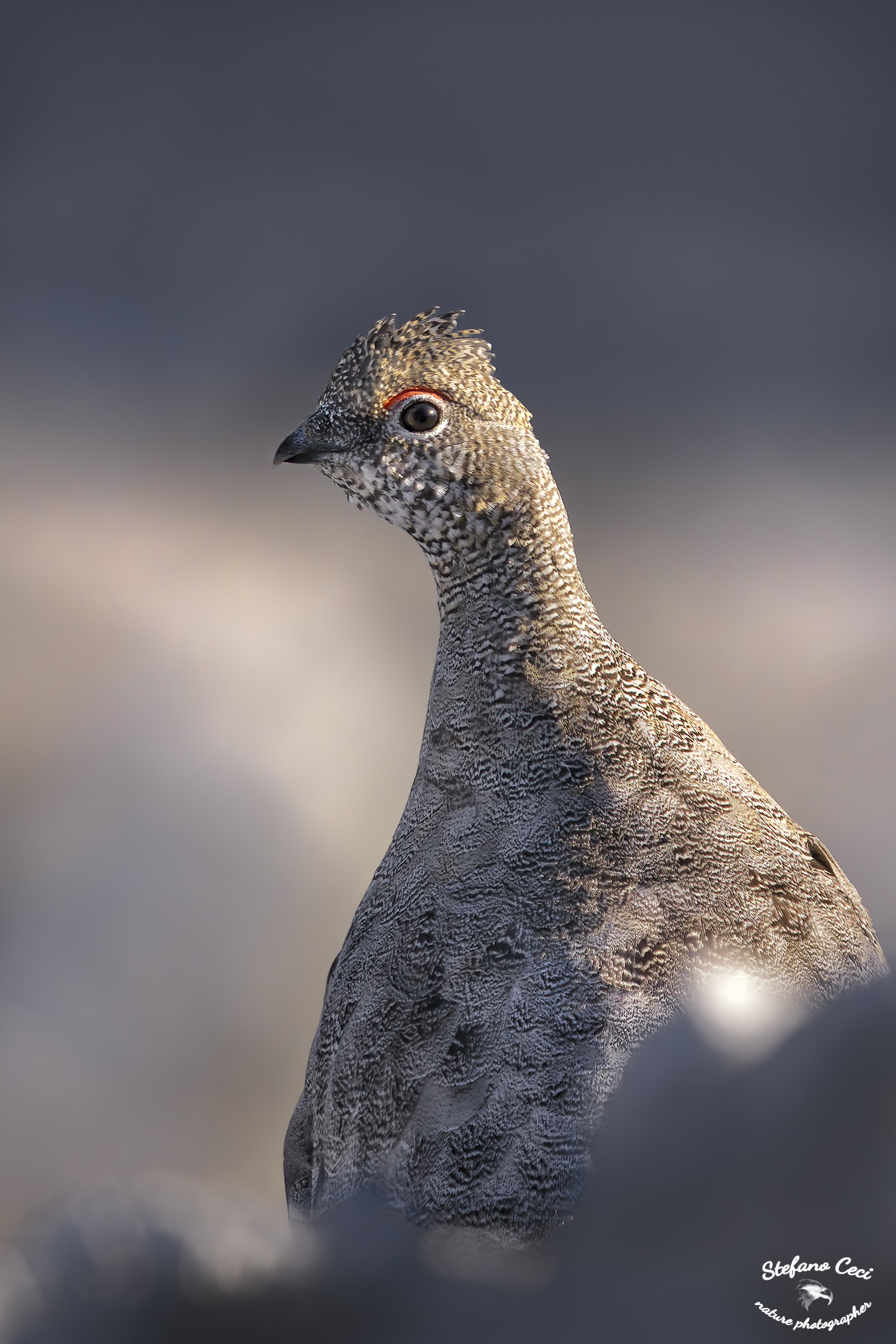 Ptarmigan