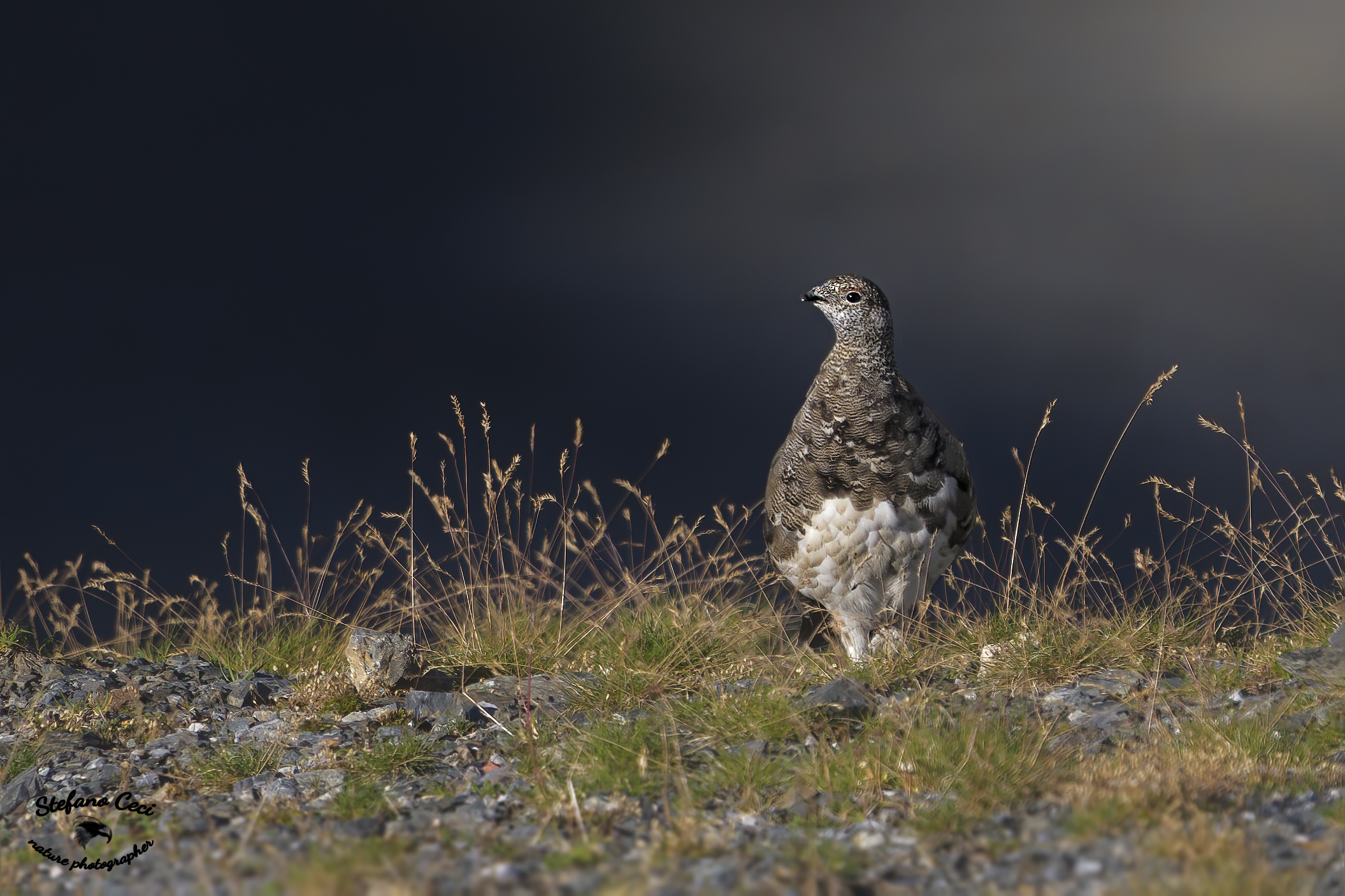Ptarmigan