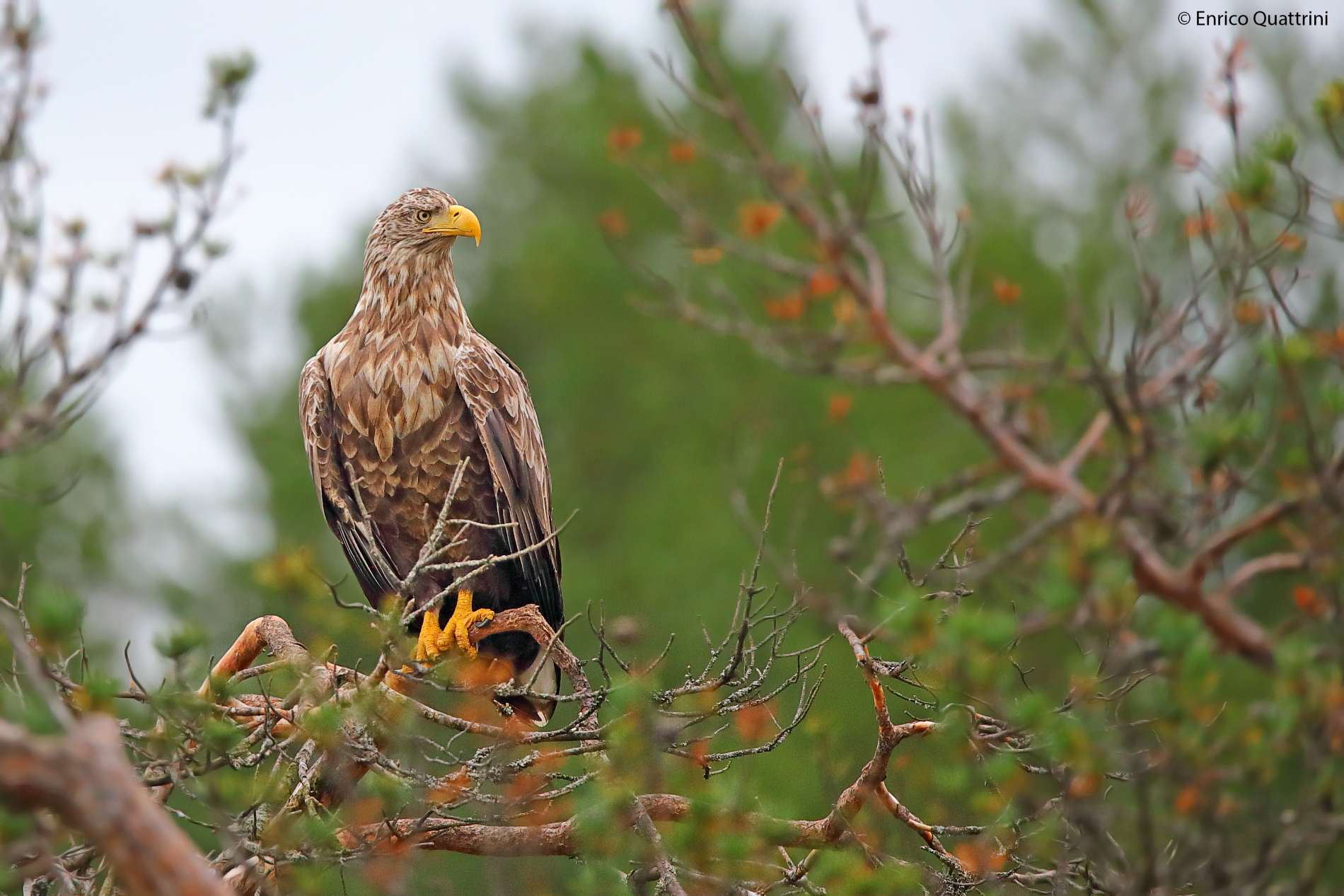 Aquila di mare coda bianca