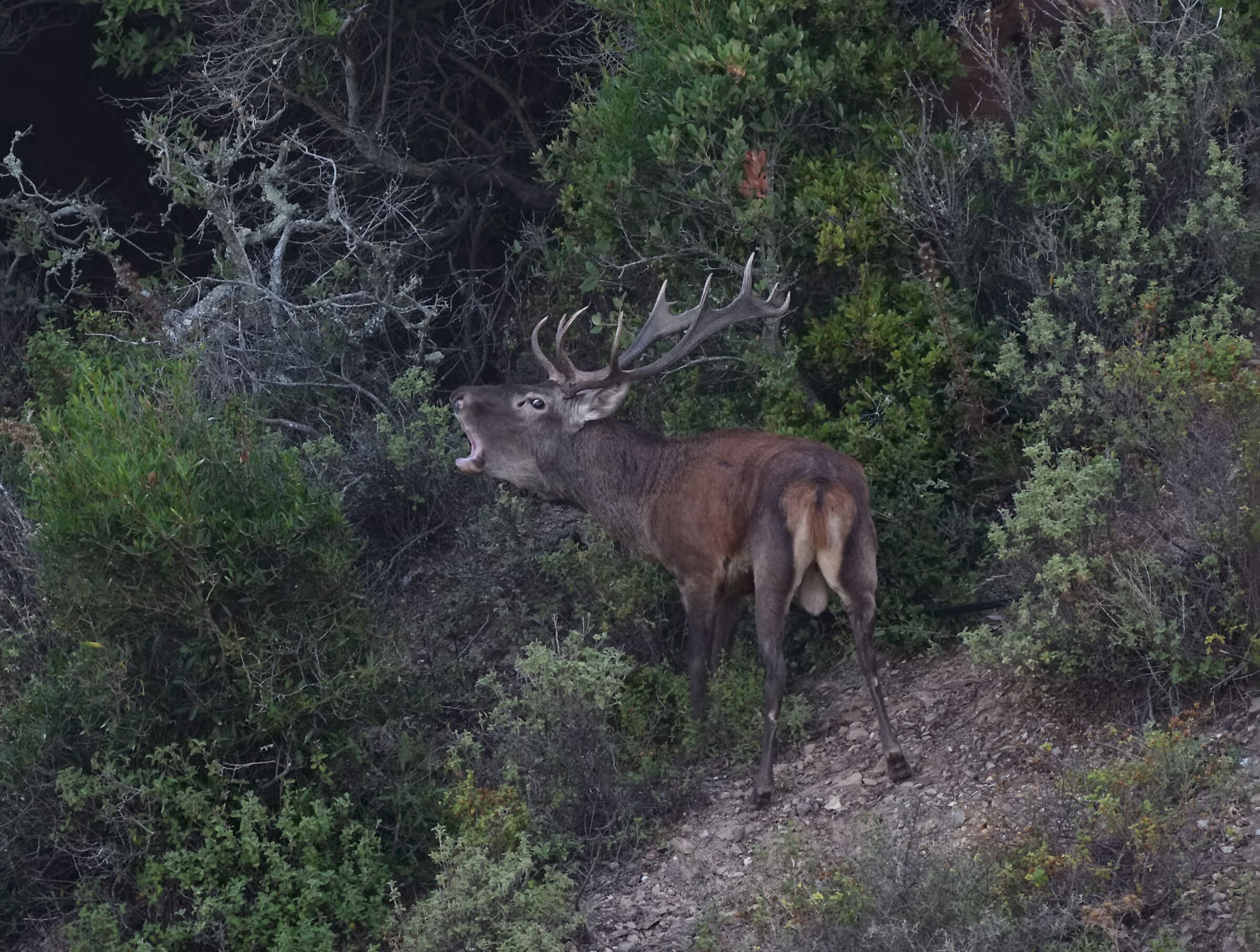 The roar of the Sardinian deer