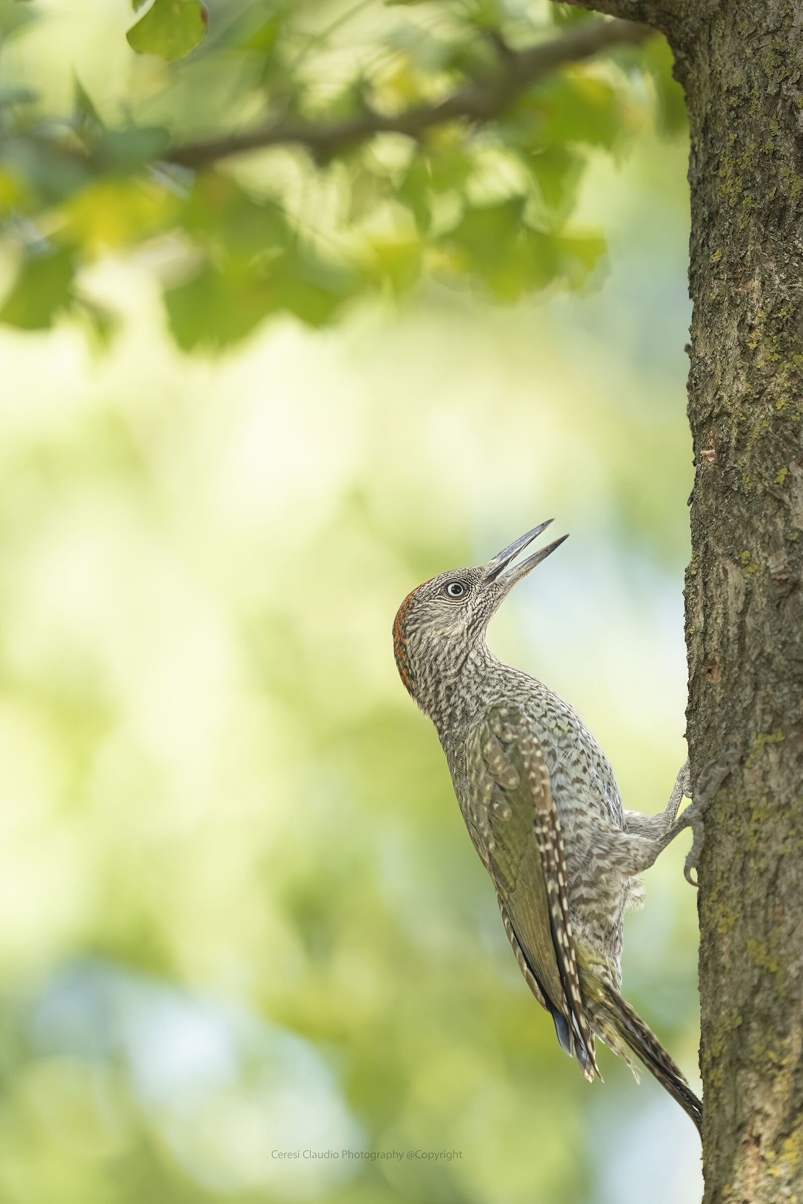 picchio verde femmina