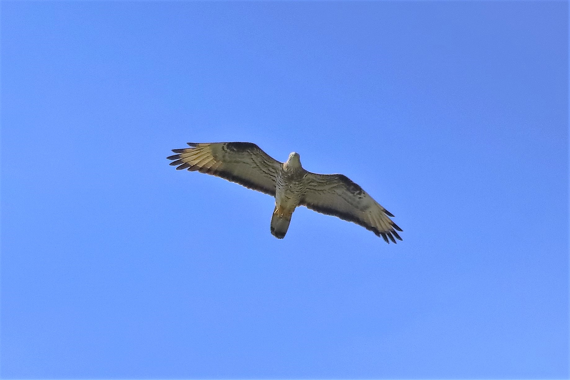 pecchiaiolo 26-06-2022