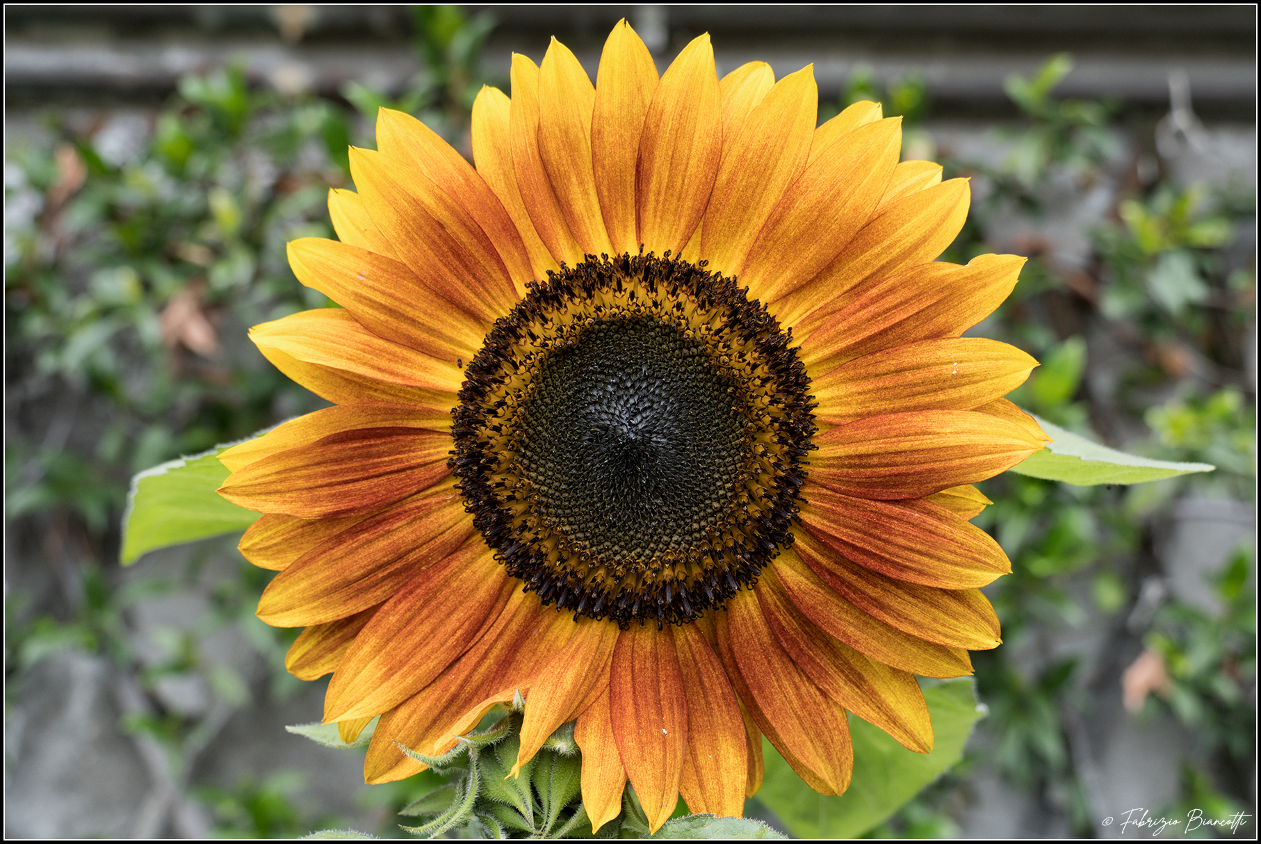 The sun when there is no sun