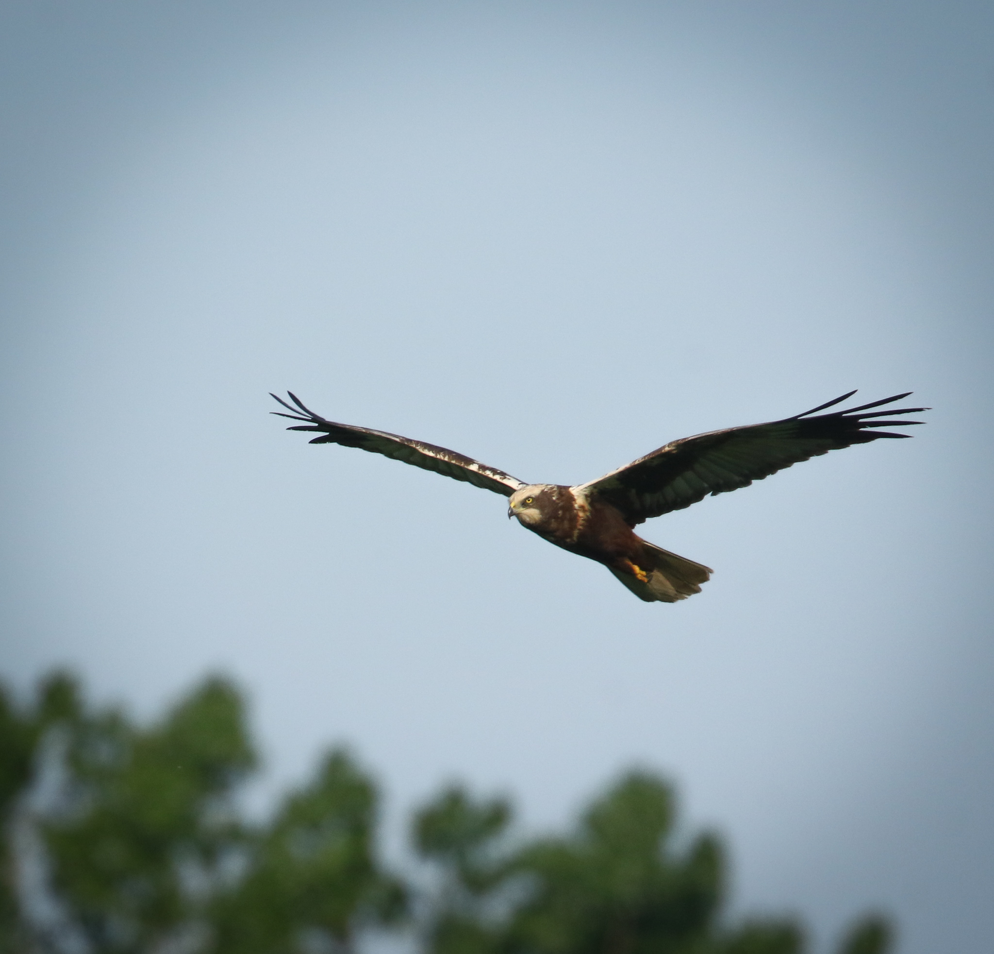 Male Marsh Falcon