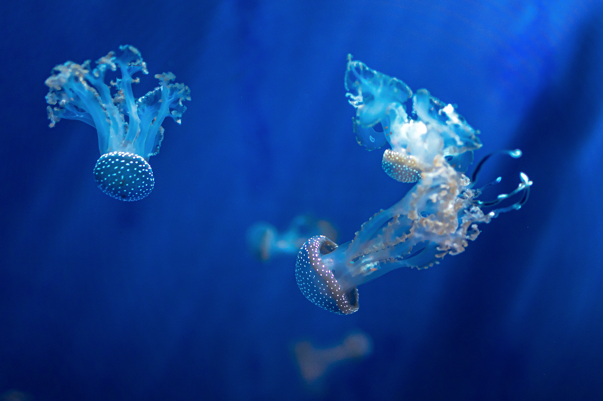 Nell'acquario di Genova