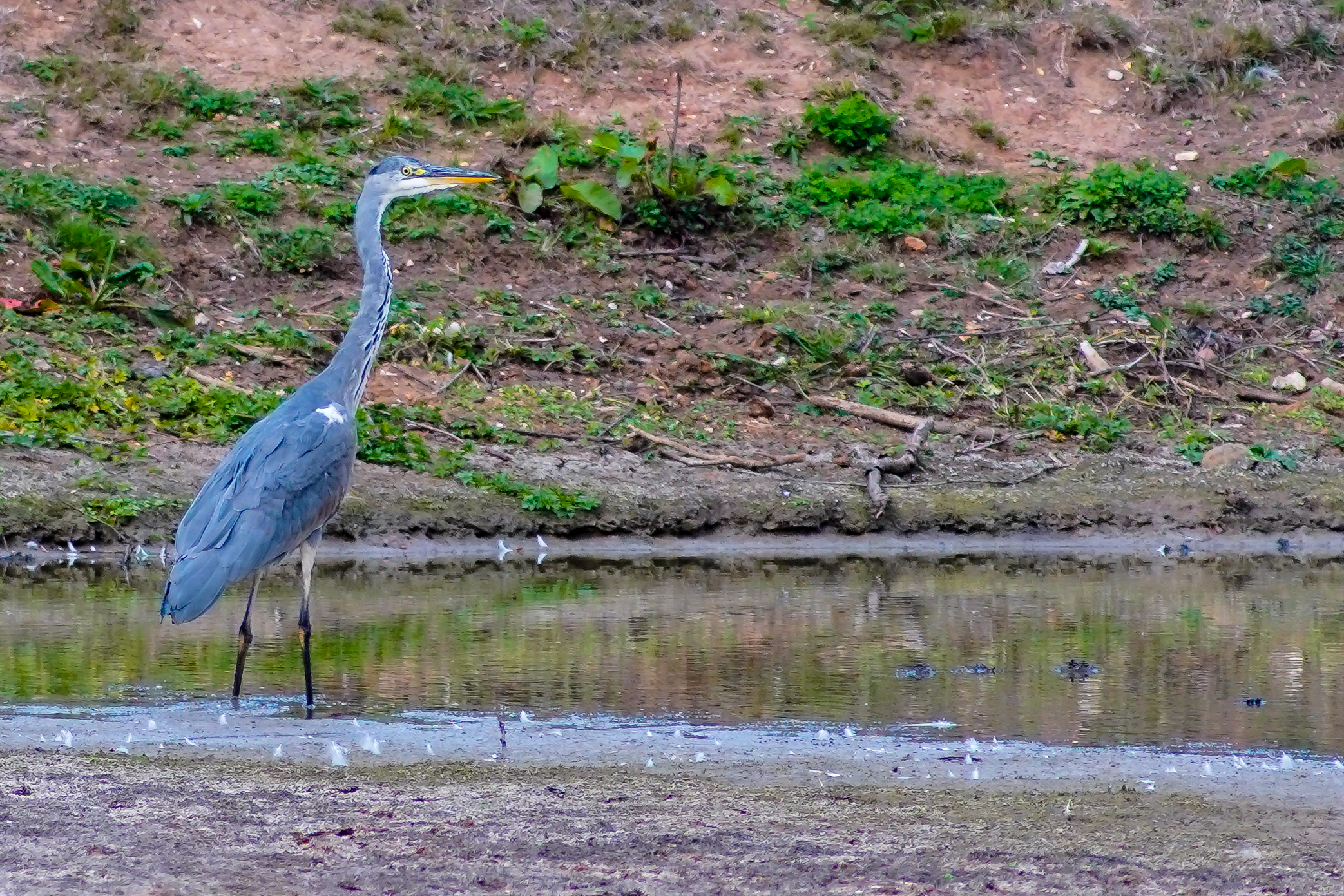 Heron, Leicester