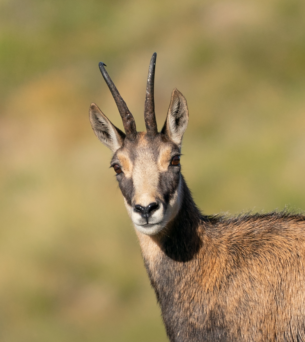Camoscio Alpi Liguri