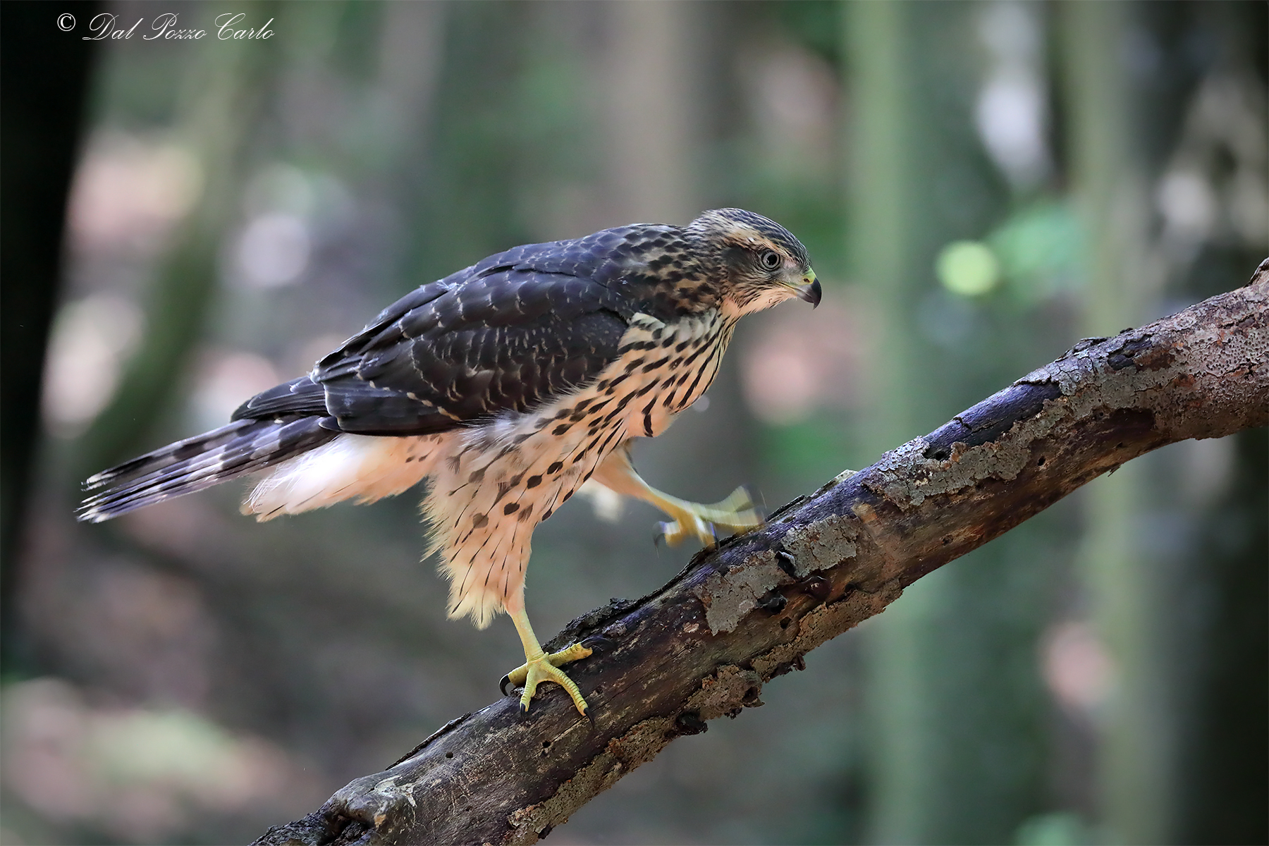 Juv goshawk