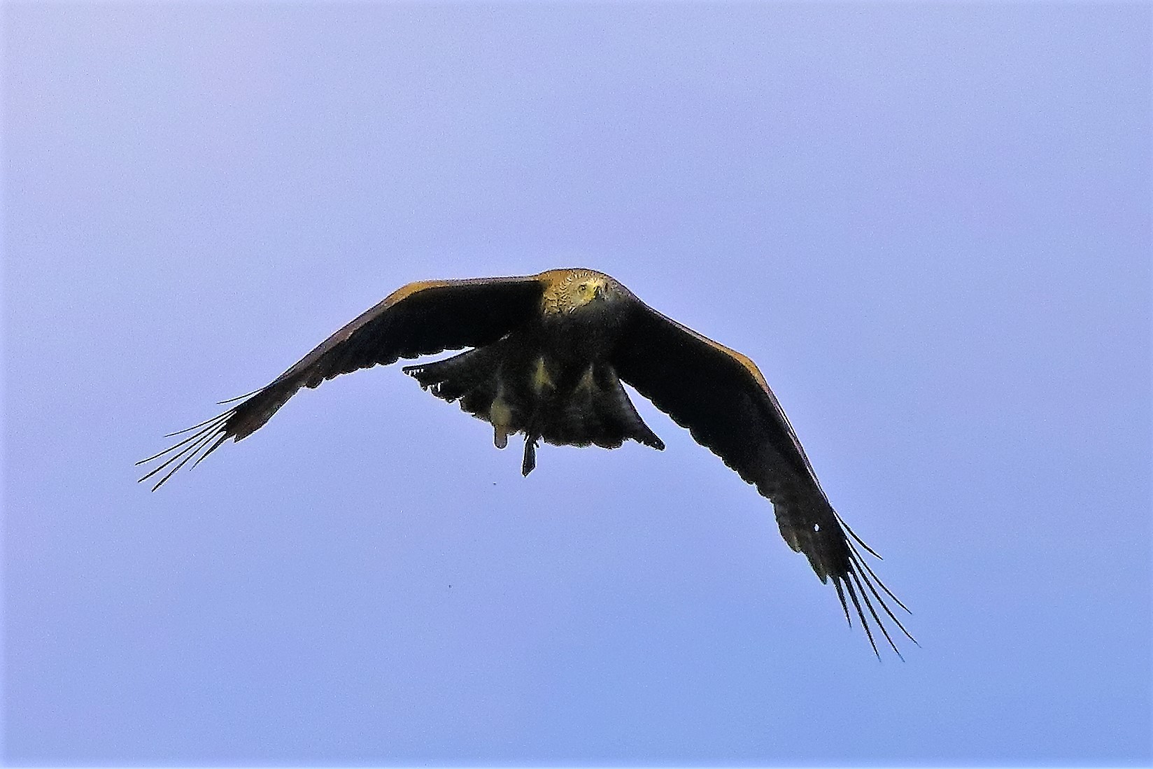 Nibbio bruno 06-06-2022