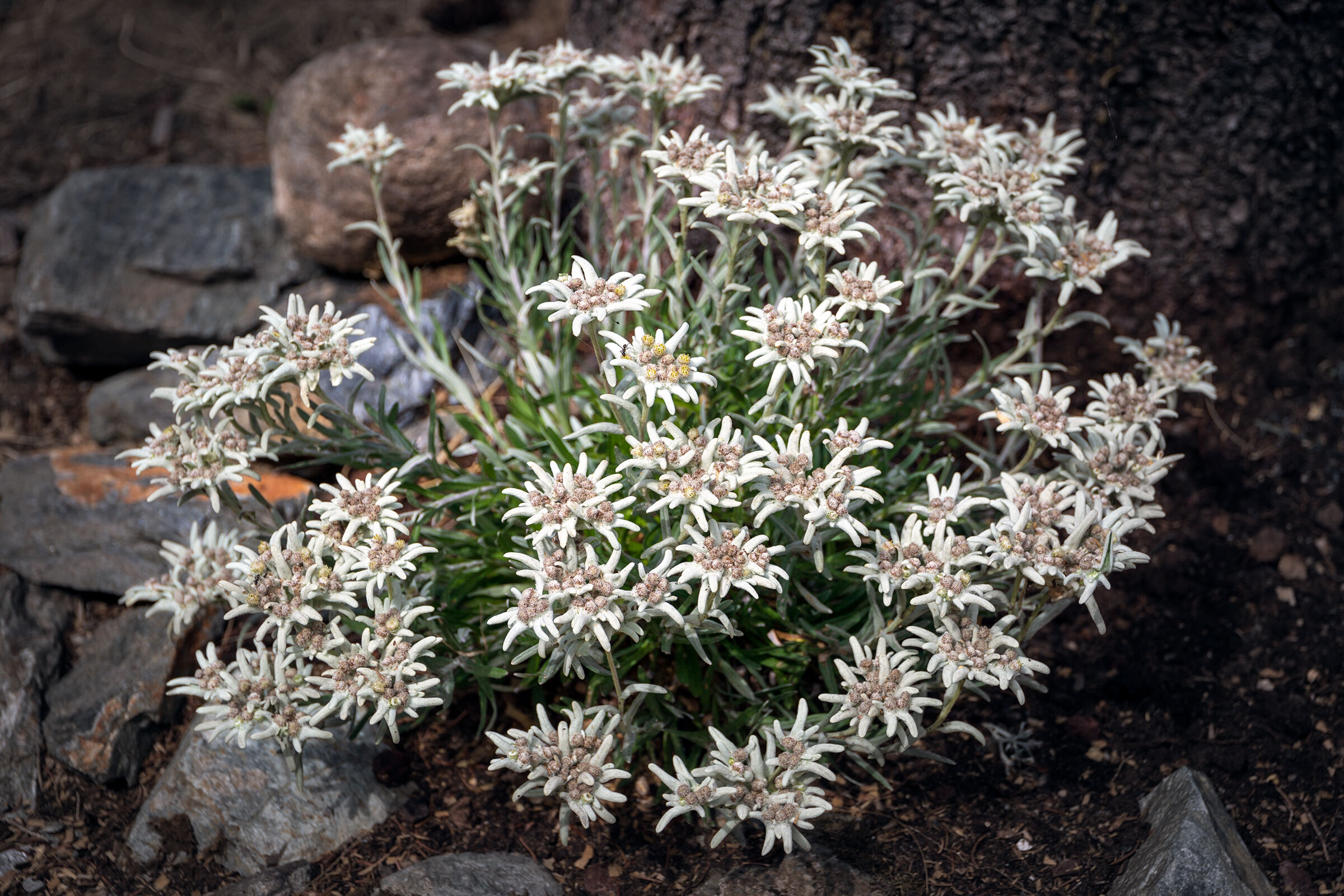un mazzolin di fiori-stella alpina