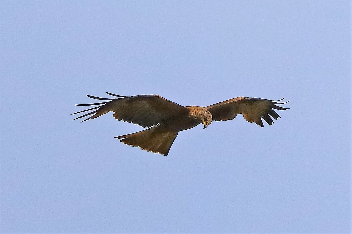 Nibbio bruno 29-06-2022