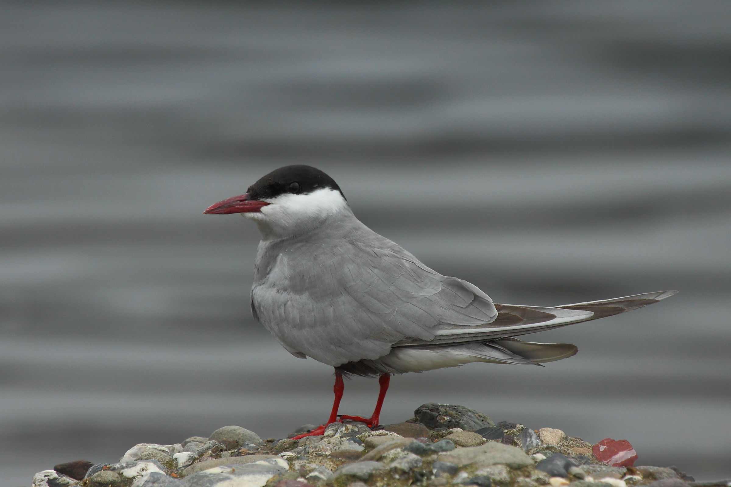 whiskered tern