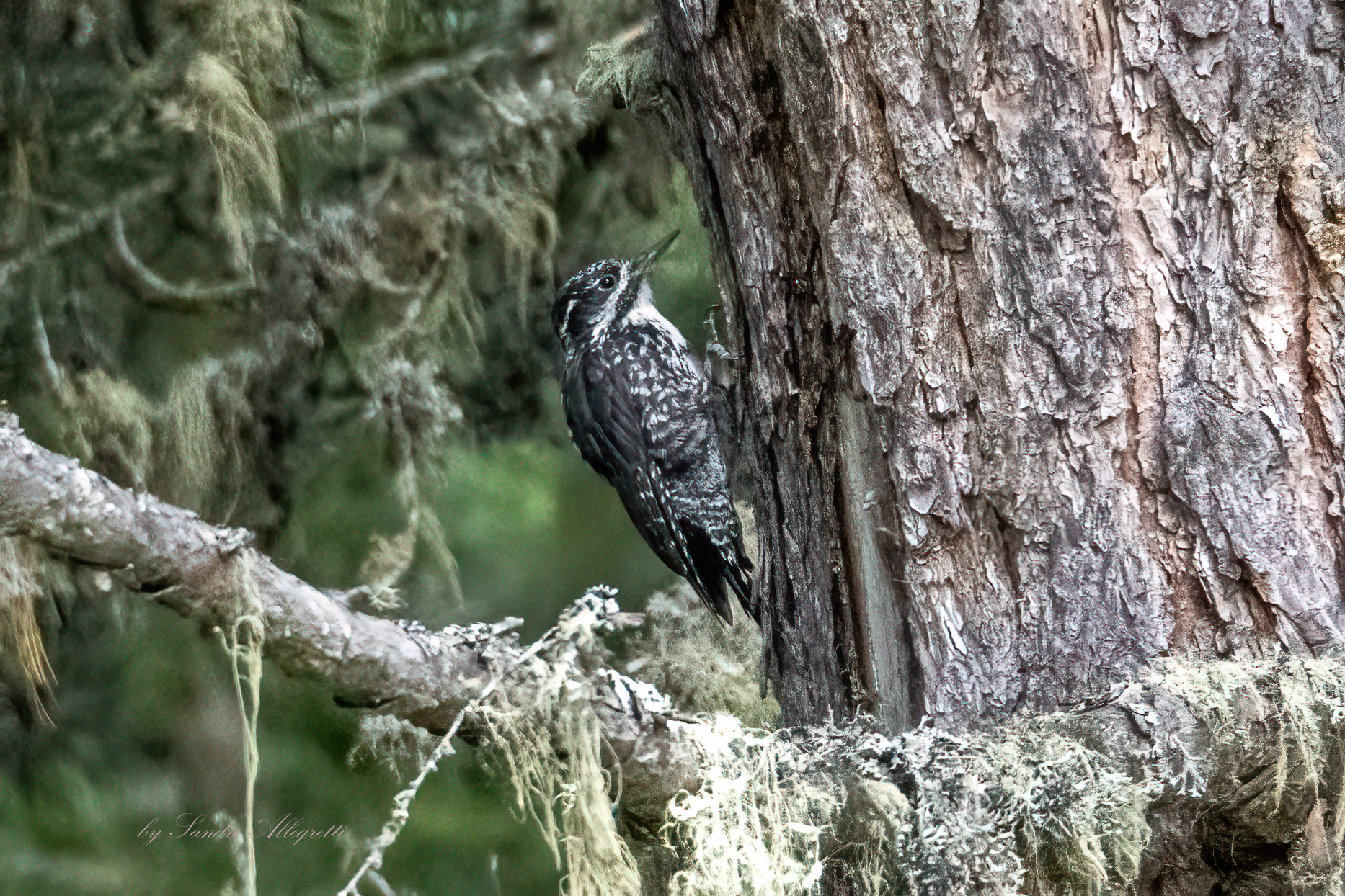 The three-toed woodpecker (Picoides tridactylus)