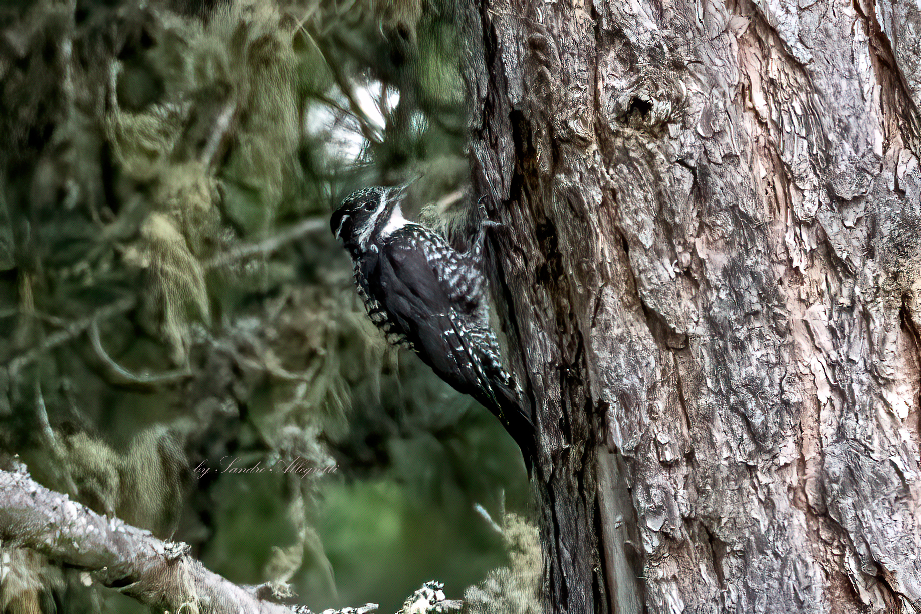 The three-toed woodpecker (Picoides tridactylus)