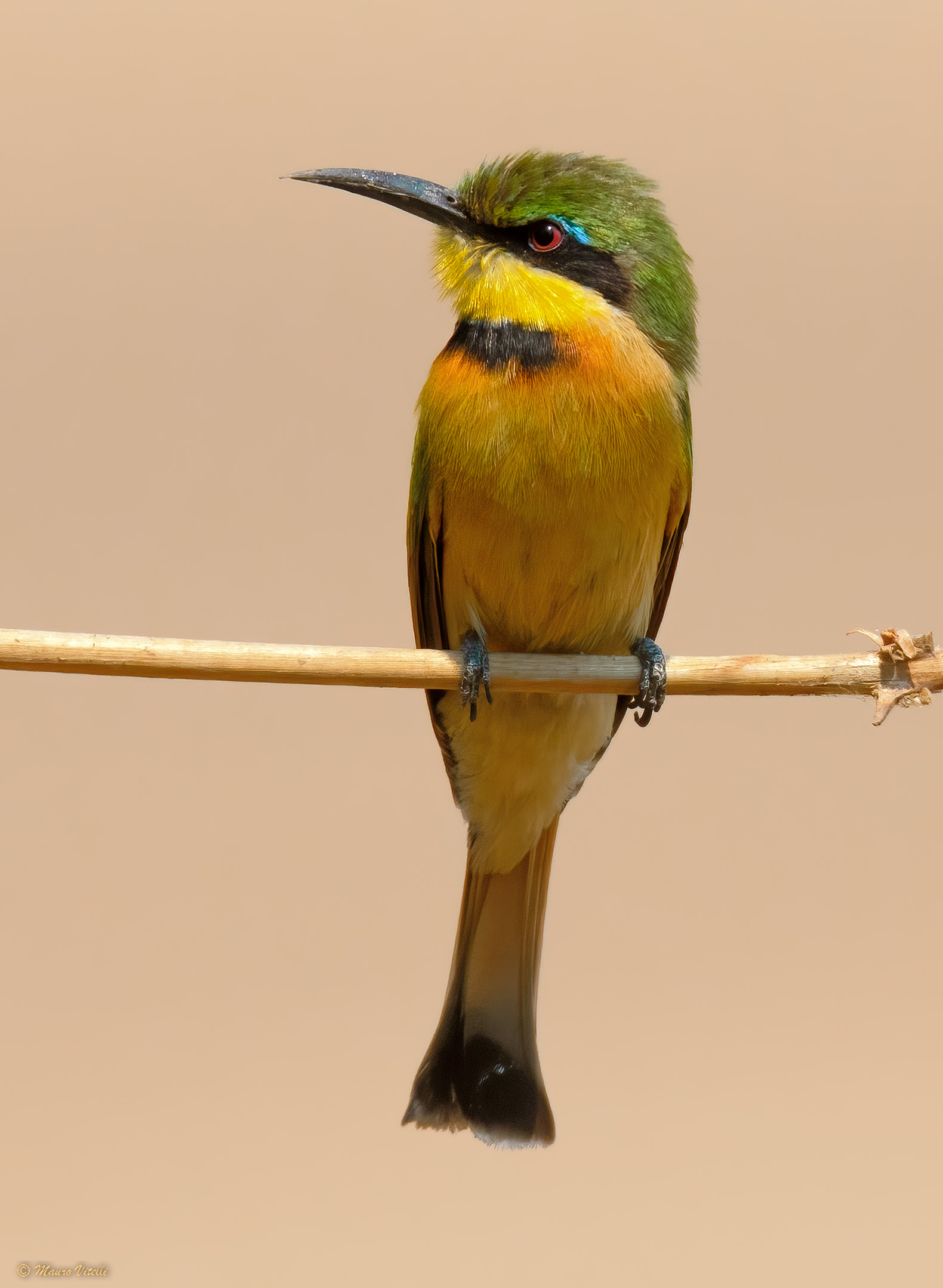 Bee-eater lesser cinnamon Merops pusilus