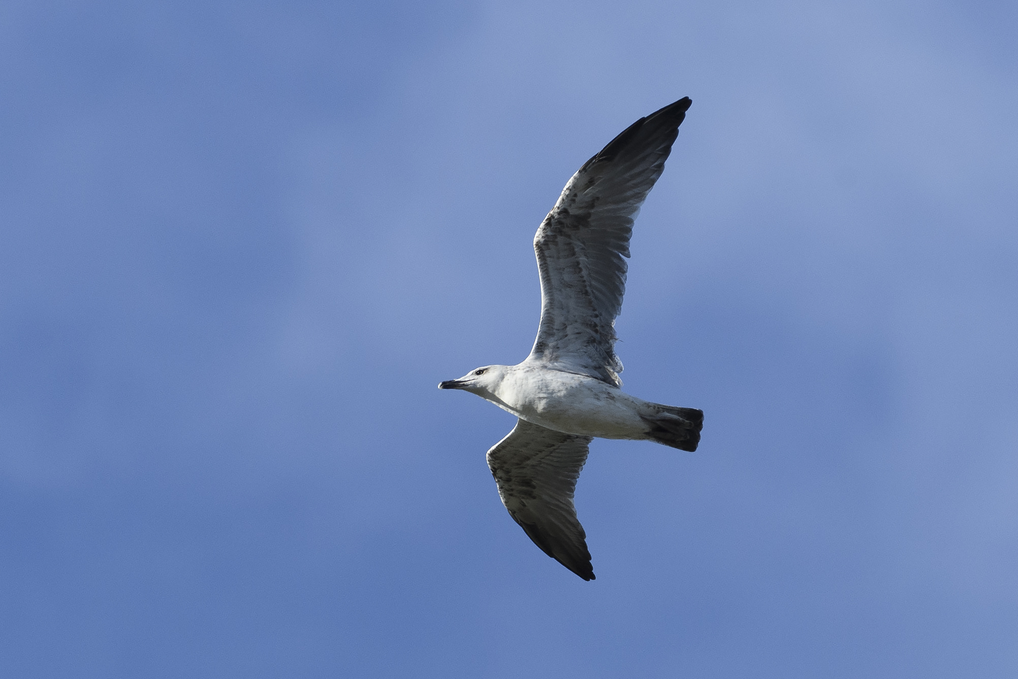 Gull