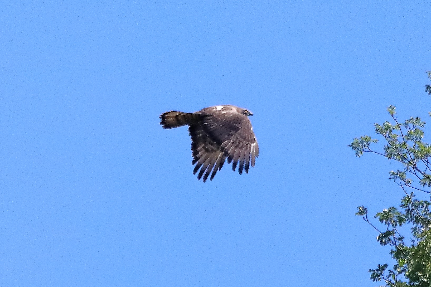 pecchiaiolo 02-07-2022