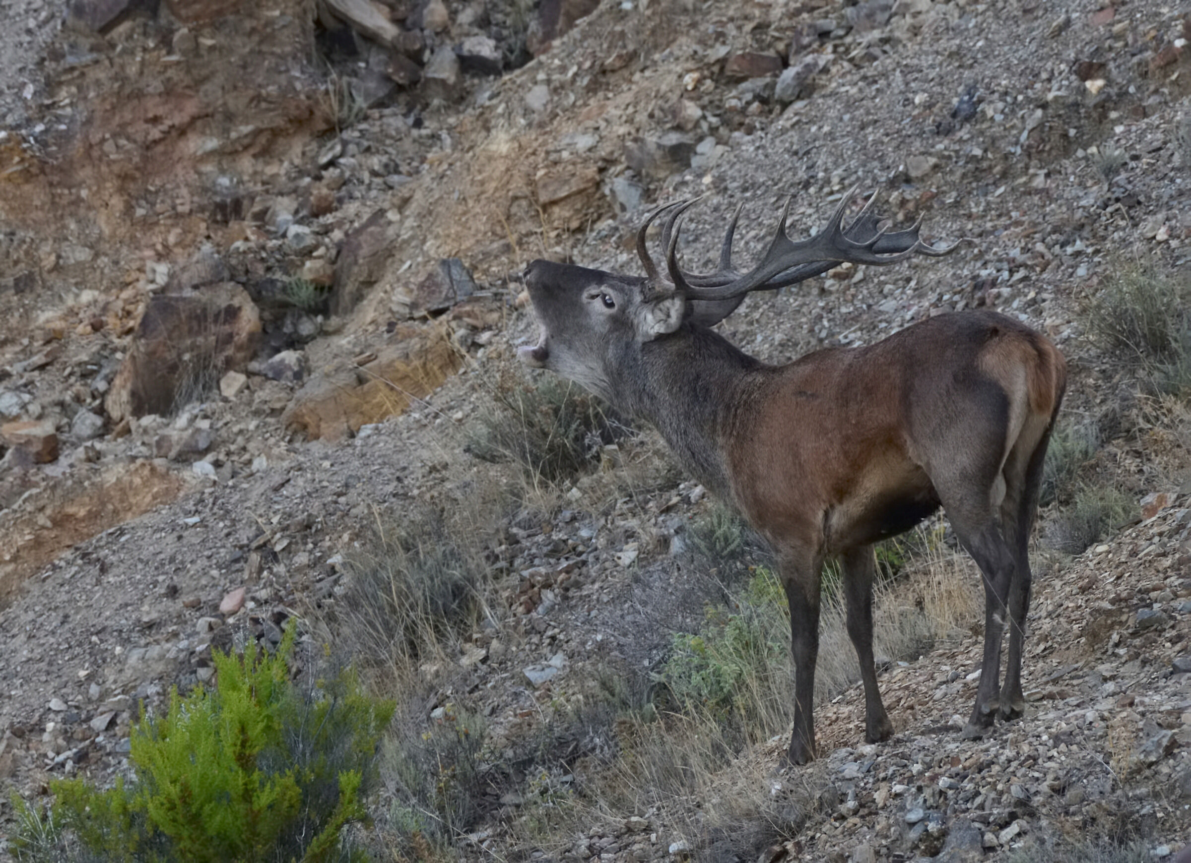 The roar of the Sardinian deer