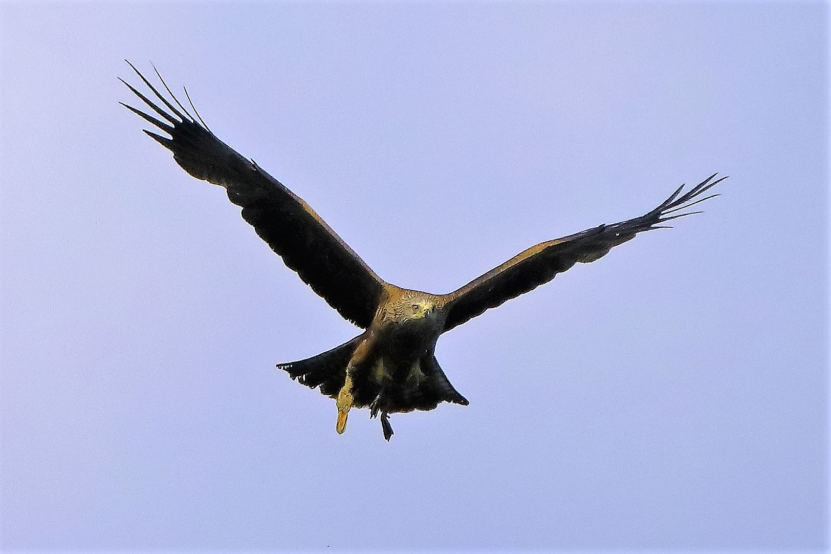 Nibbio bruno 06-06-2022