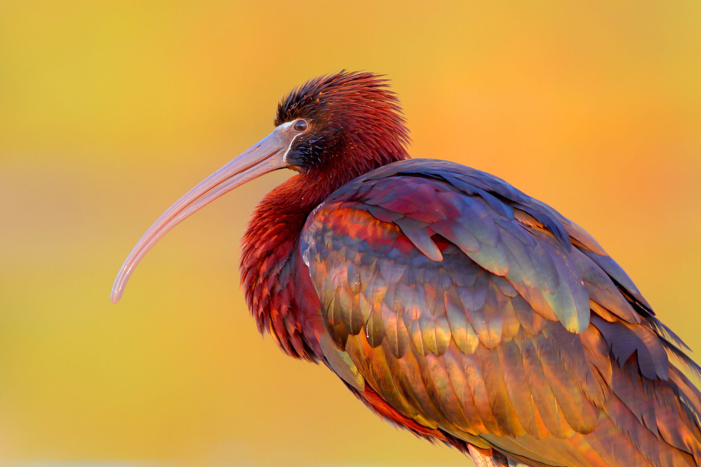 Glossy ibis