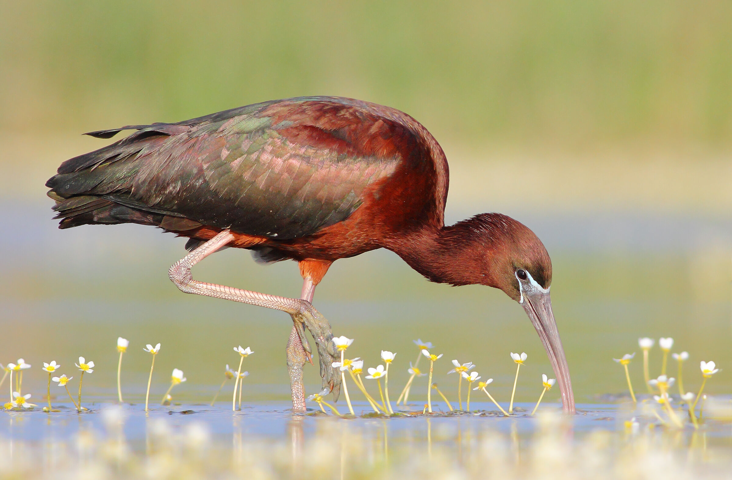 Glossy ibis