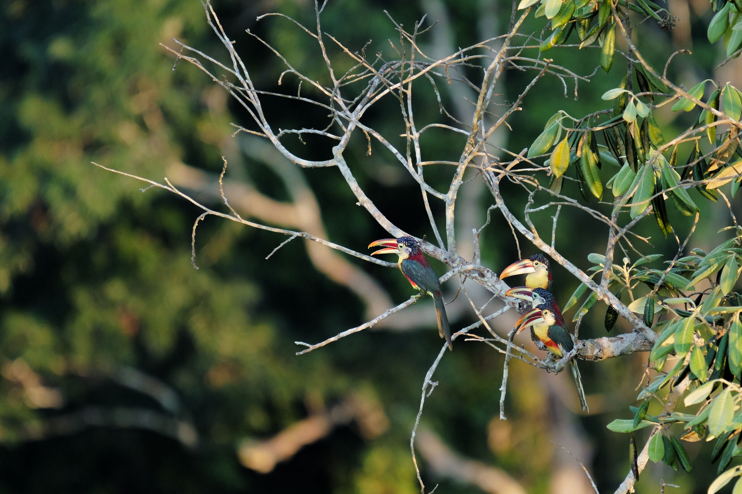 Curl-crested Aracari