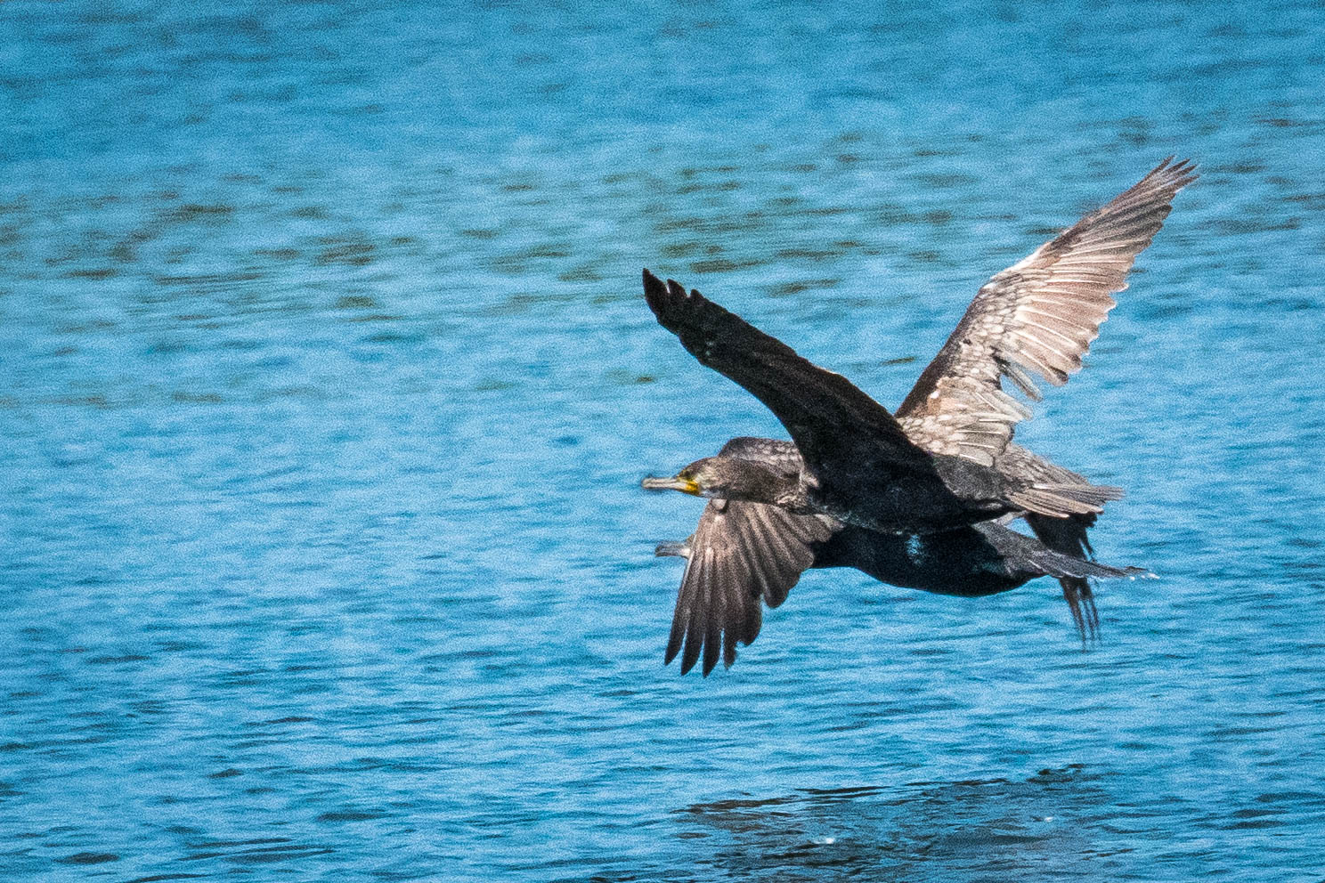 "A Torrette, presto!"