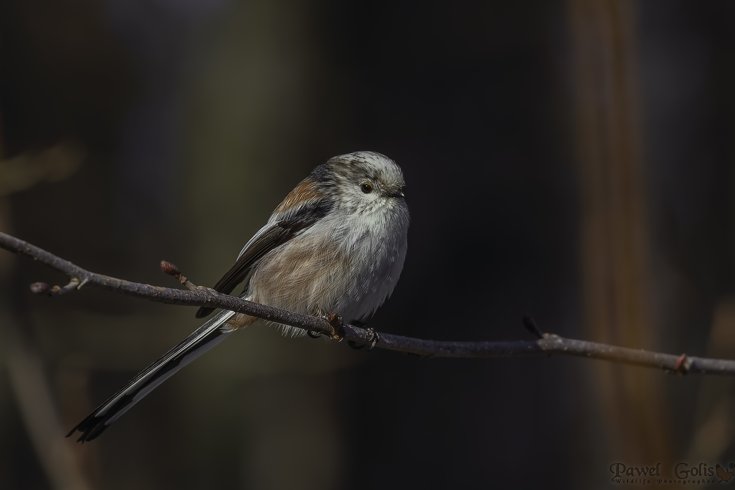 Bushtit dalla coda lunga (Aegithalos caudatus)