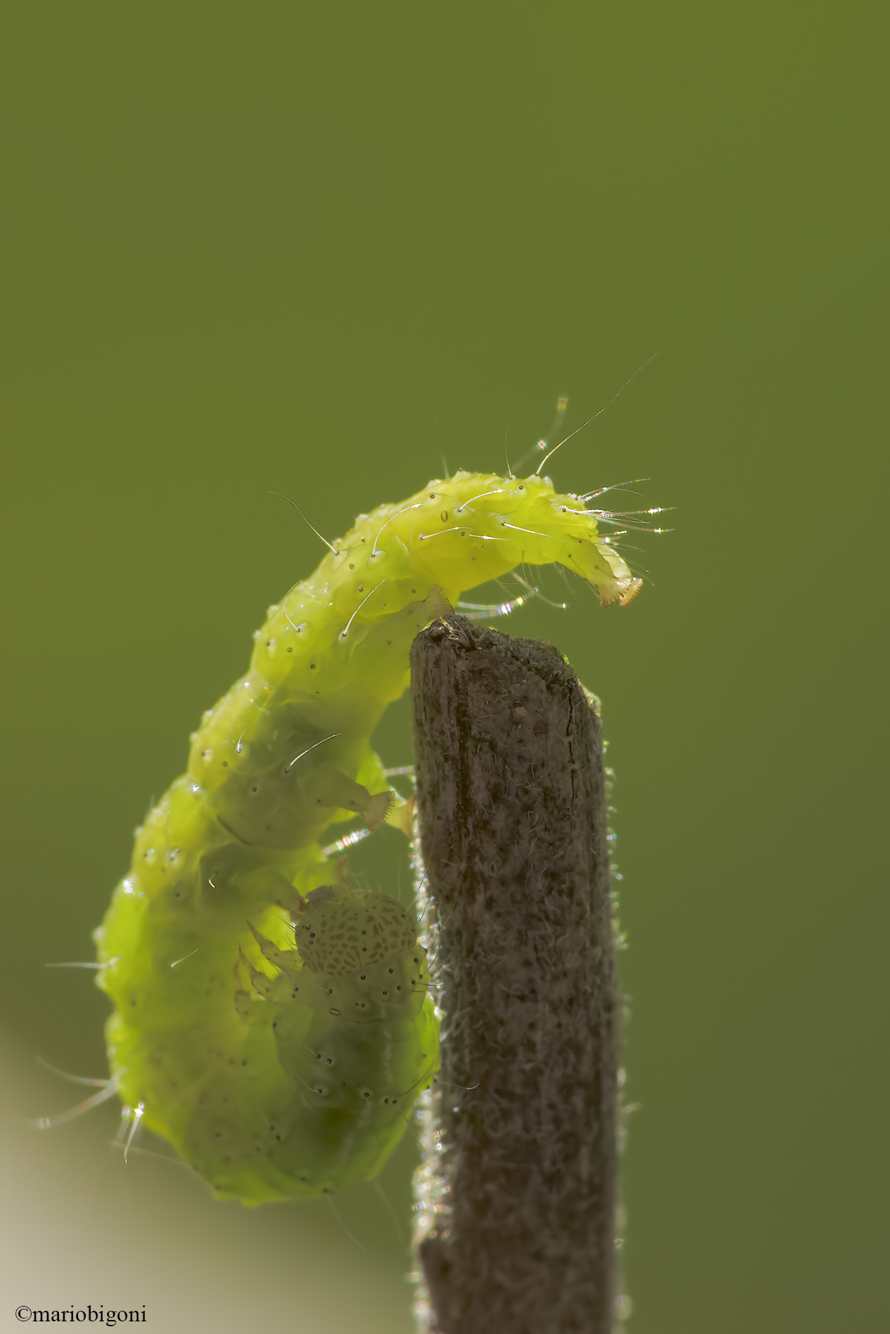 Trichoplusia ni