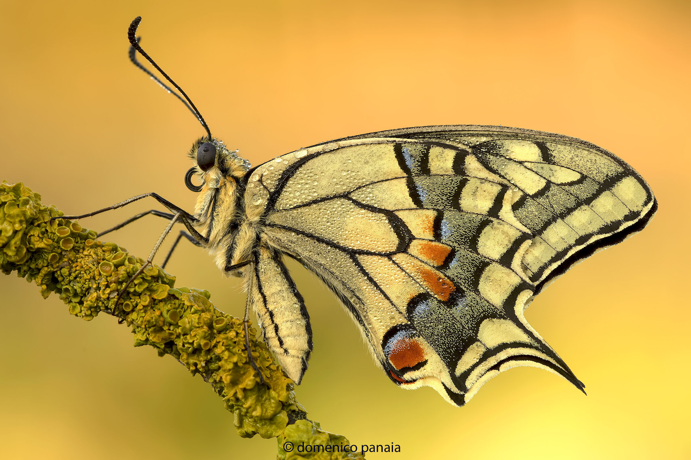 swallowtail